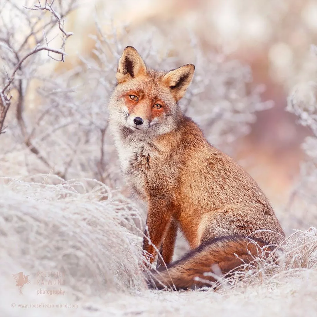 Photos of Red Foxes Roaming Snow