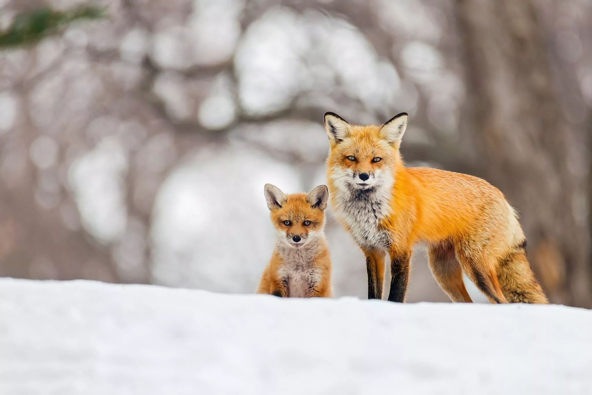 Winter Wonders: Red Fox Cub HD Wallpaper