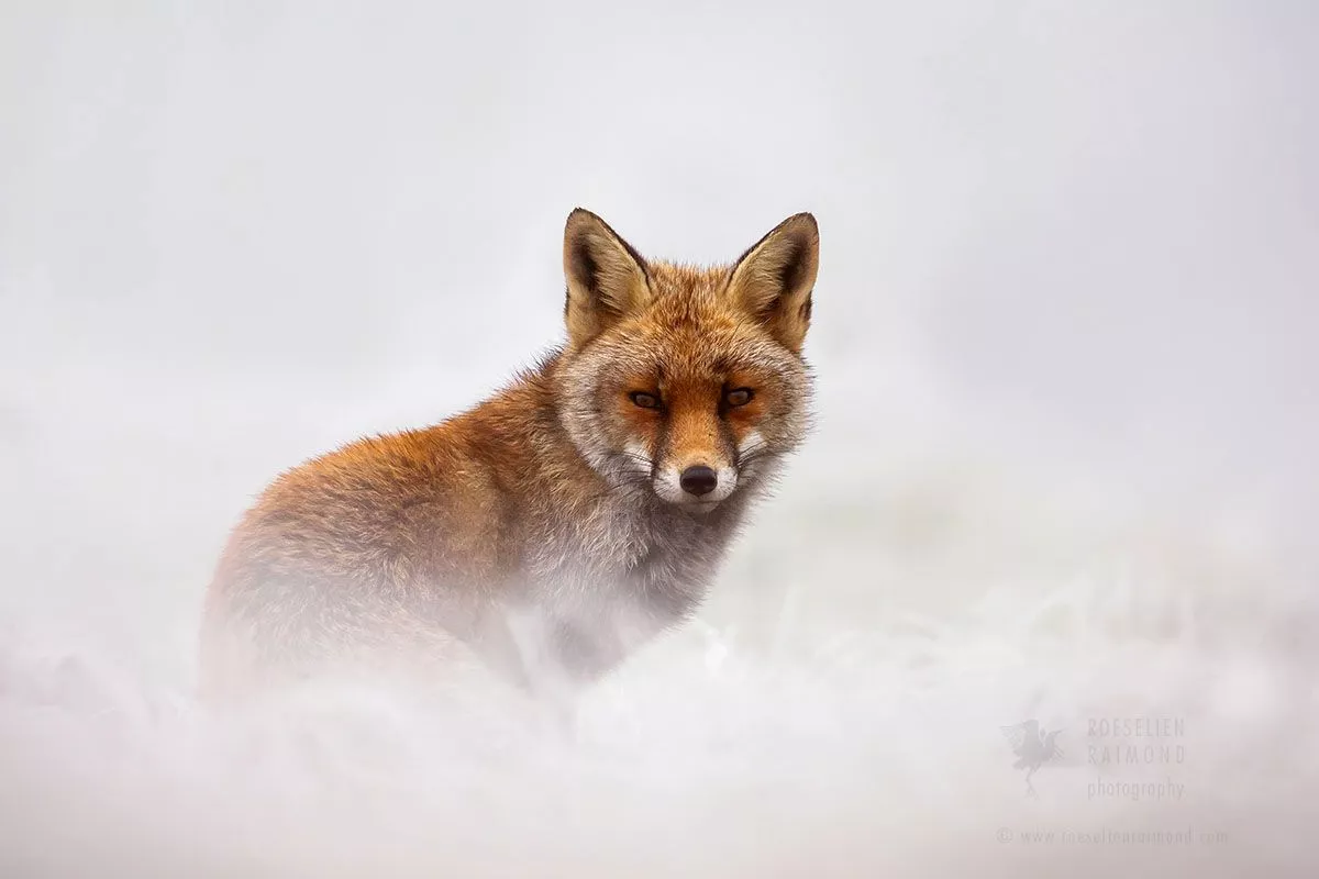 Red Foxes in the Snow, the story behind