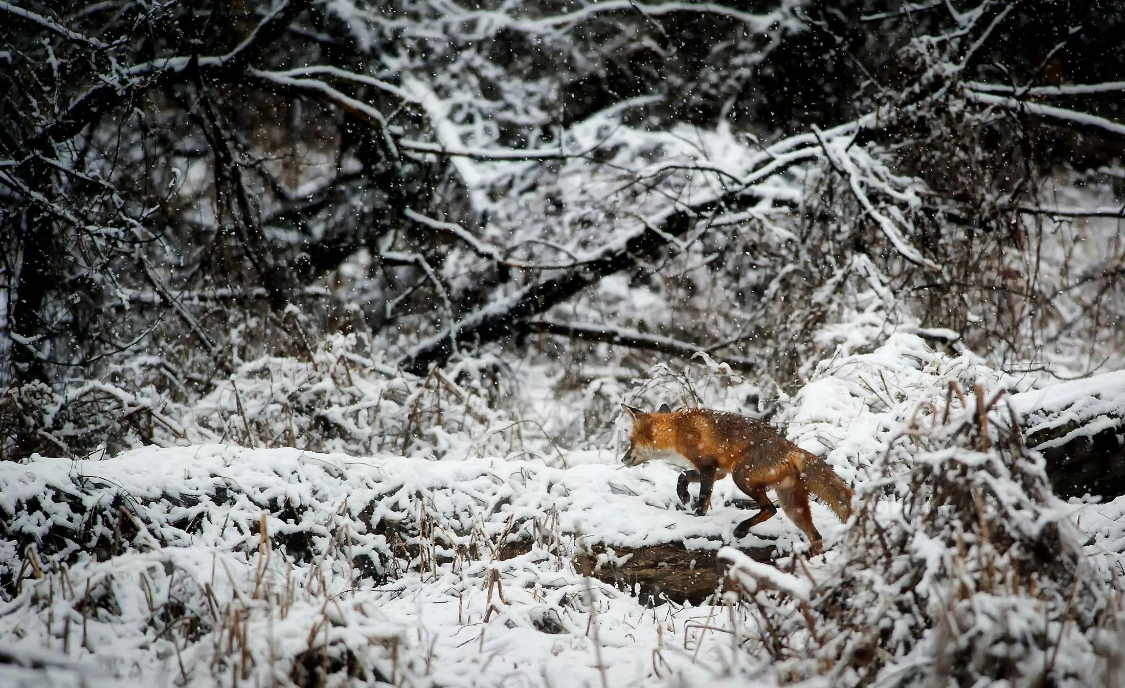 Fox in Snow · Free