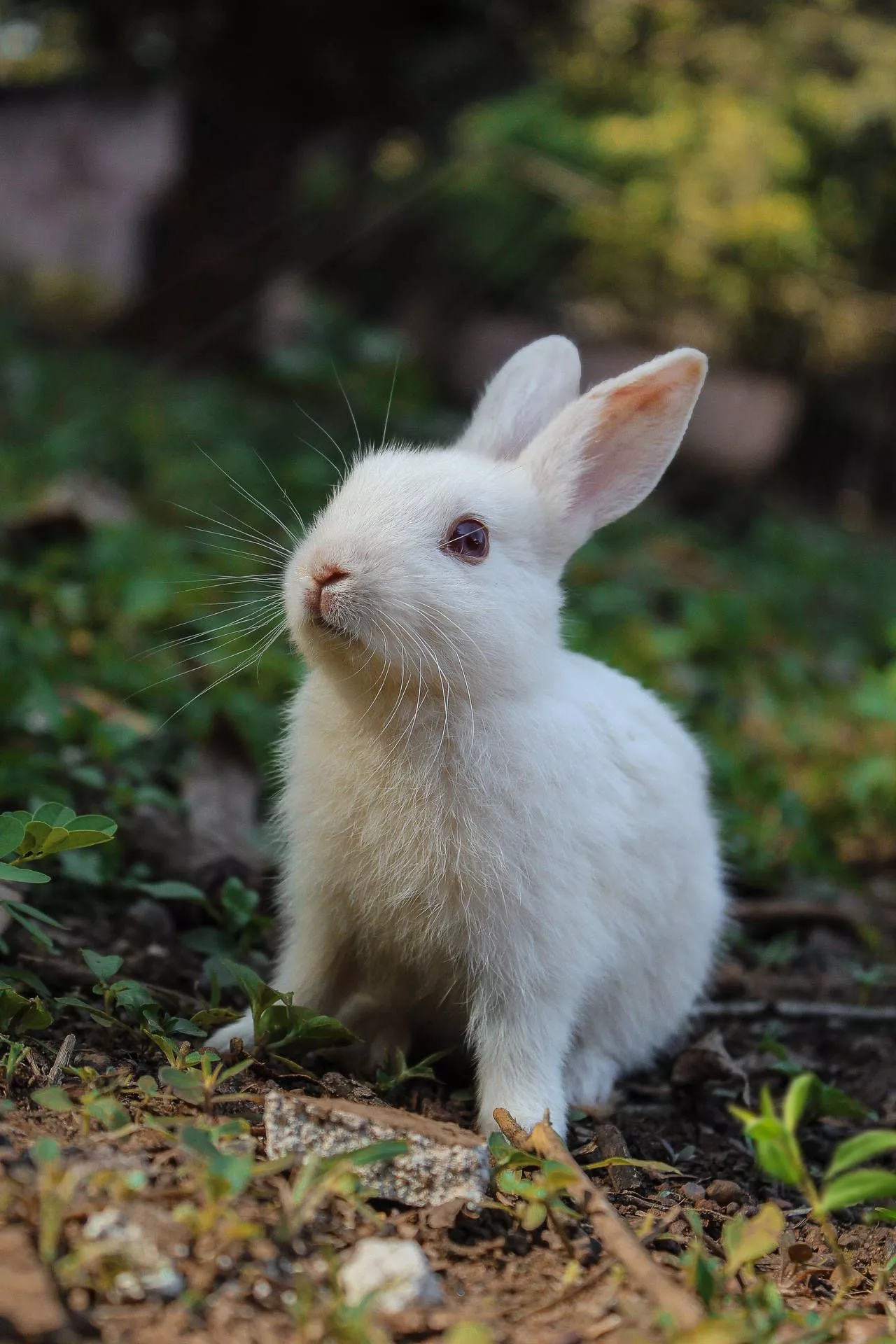Cute Animal White Bunny Wallpaper