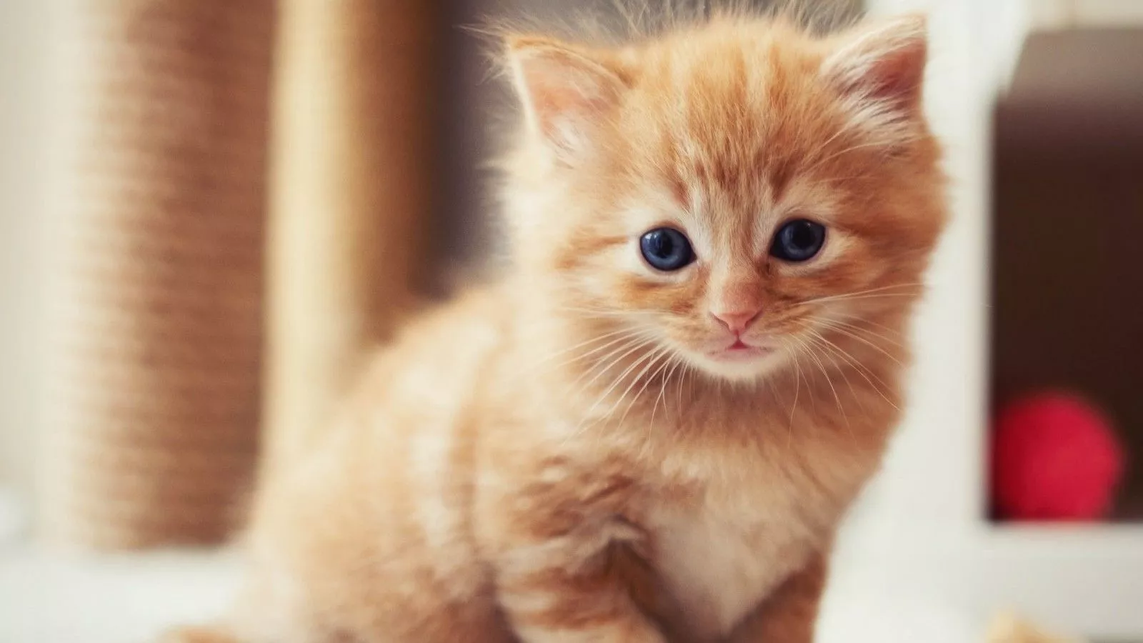 Cute Light Brown Cat Kitten Is Sitting