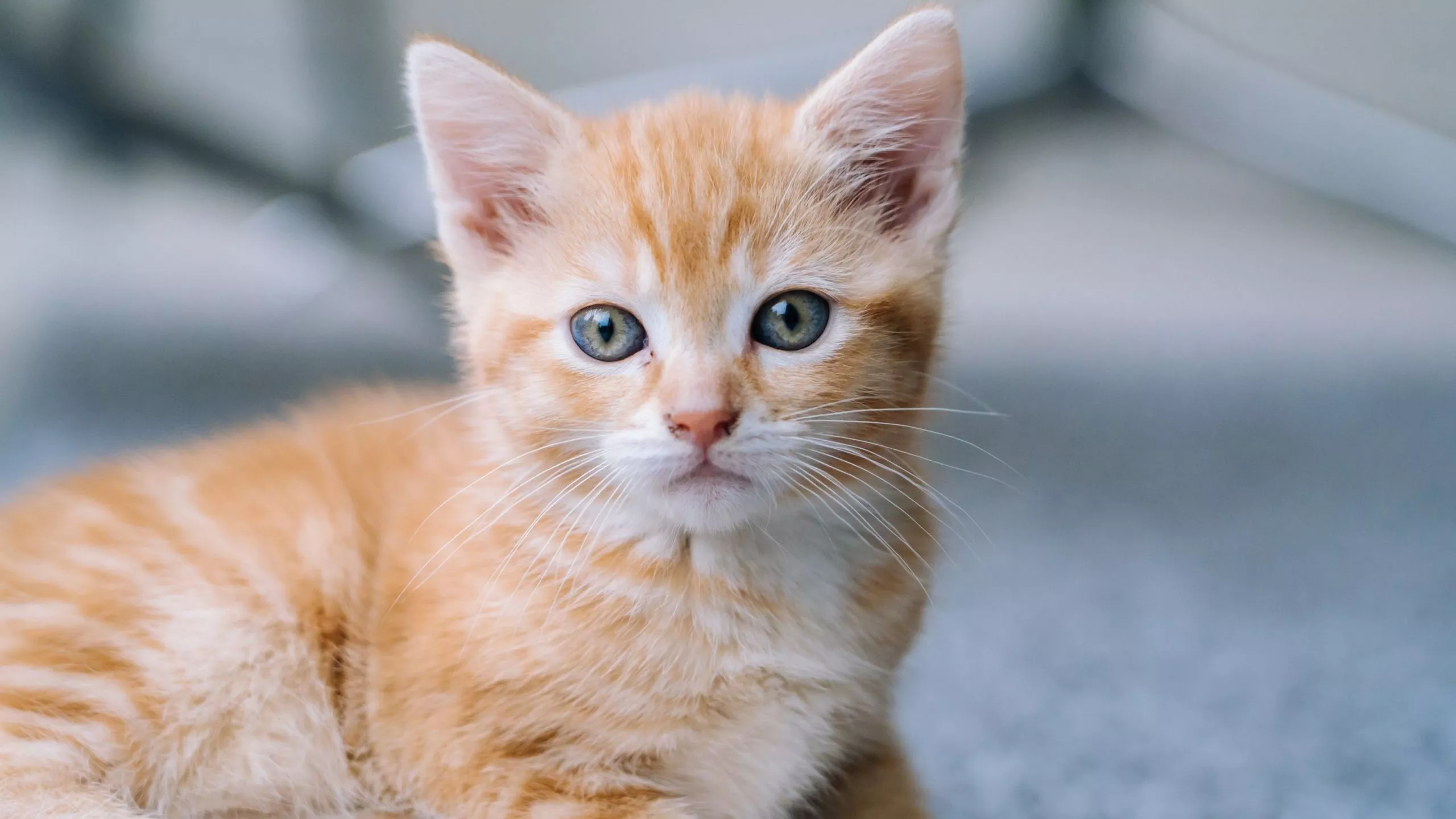 Light Brown White Cat Kitten With Stare