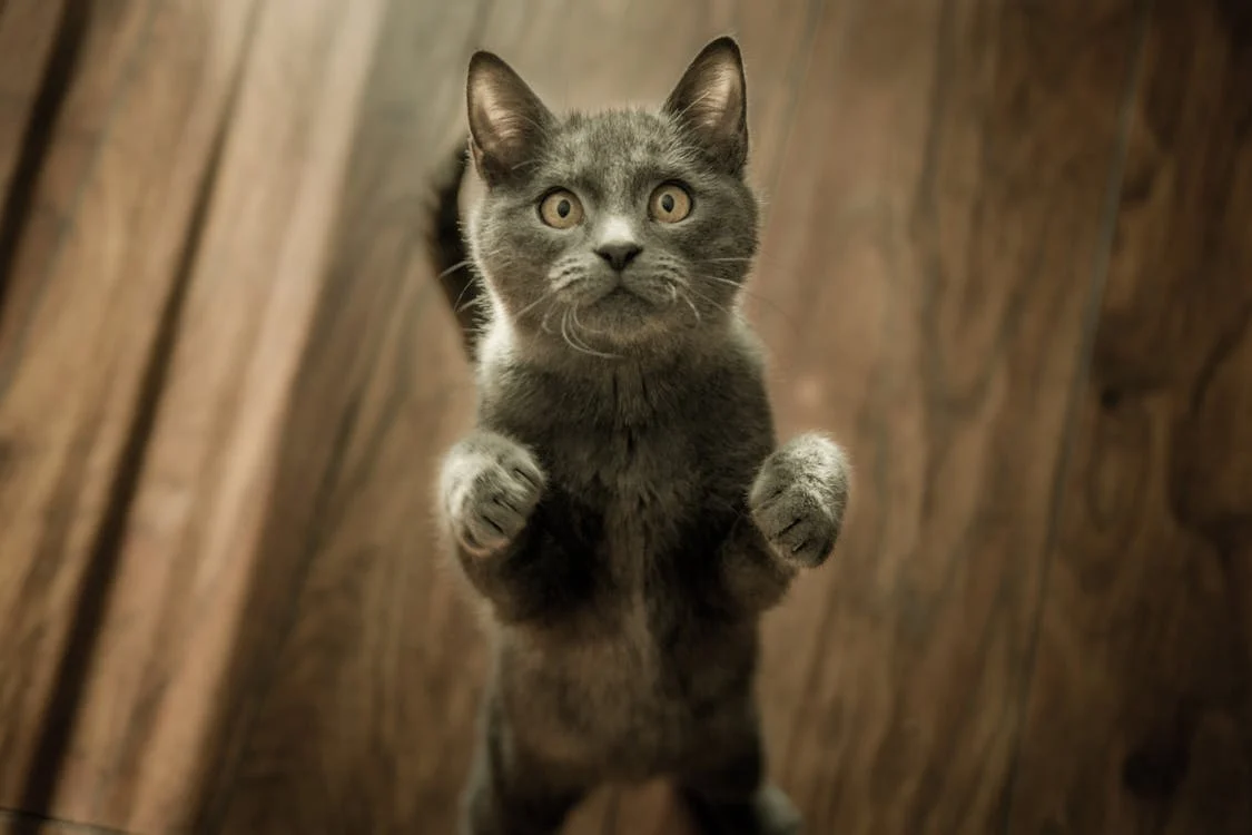 Cute Gray Kitten standing on a Wooden