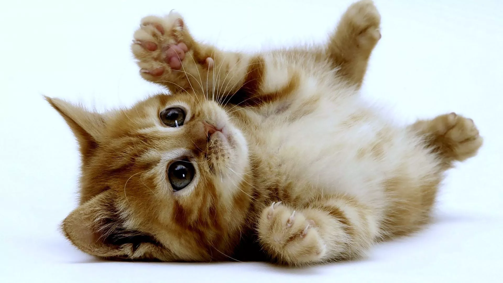 Adorable Kitten Folly HD Download