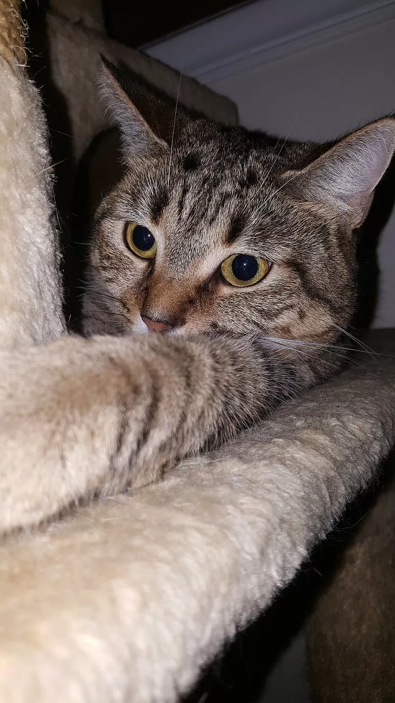 Brown tabby cat, big eyes, brown cat