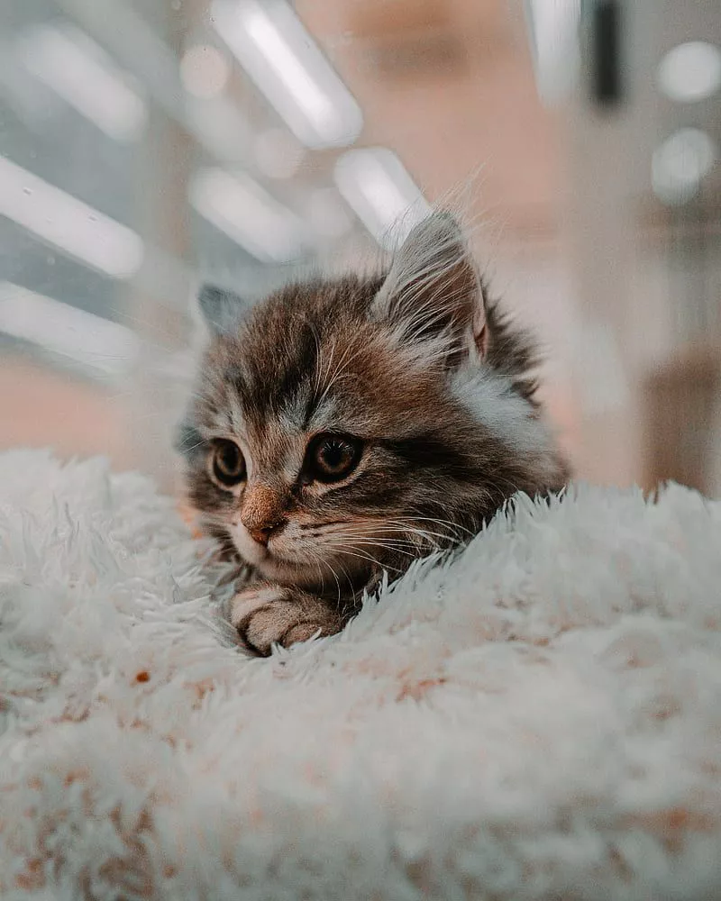 Kitten, cat, animal, cute, brown, HD