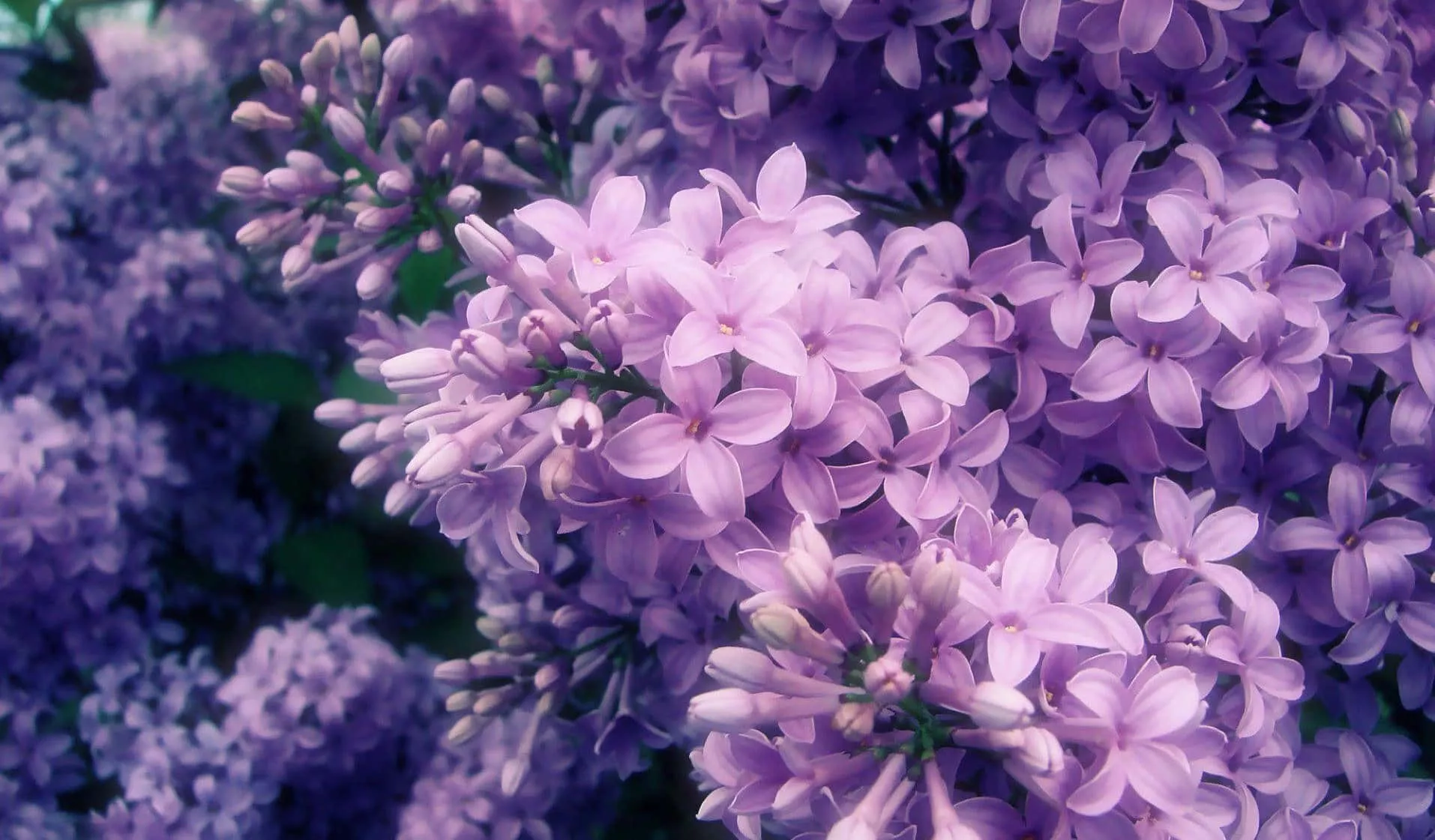 Lilac Background