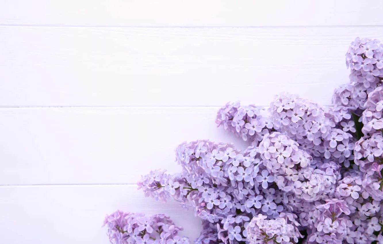 Lilac Background