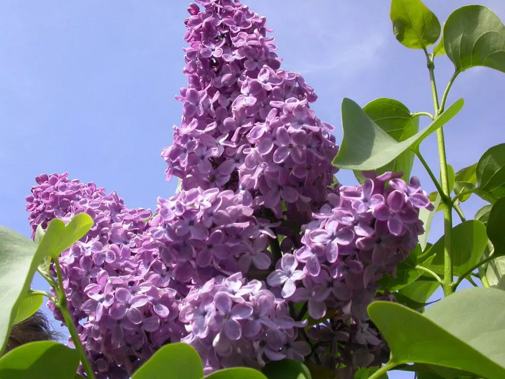 desktop wallpaper background