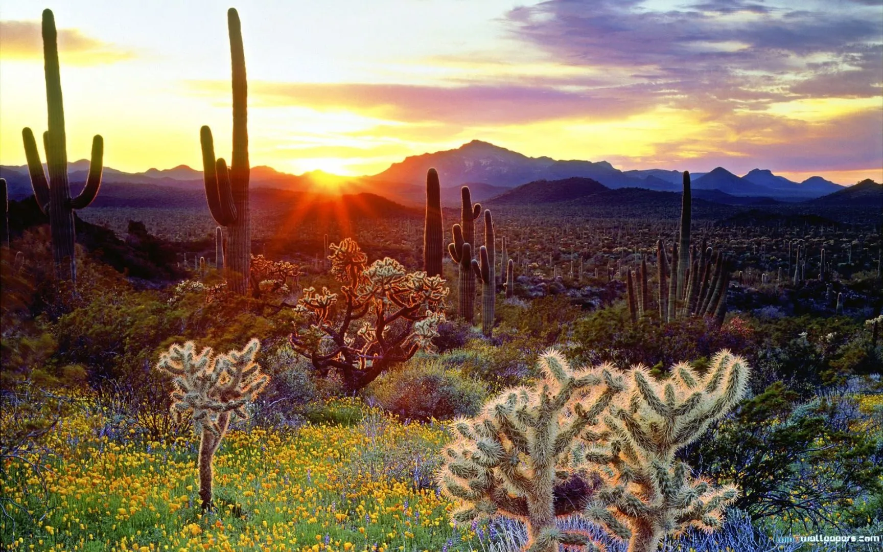 American Southwest Sunset Cacti Organ