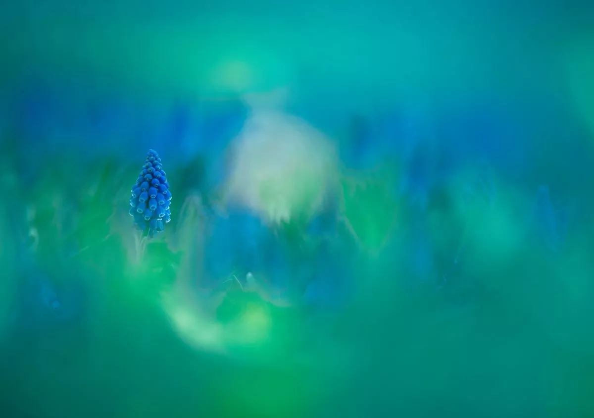 Colour Grading Decisions: Blue Flowers