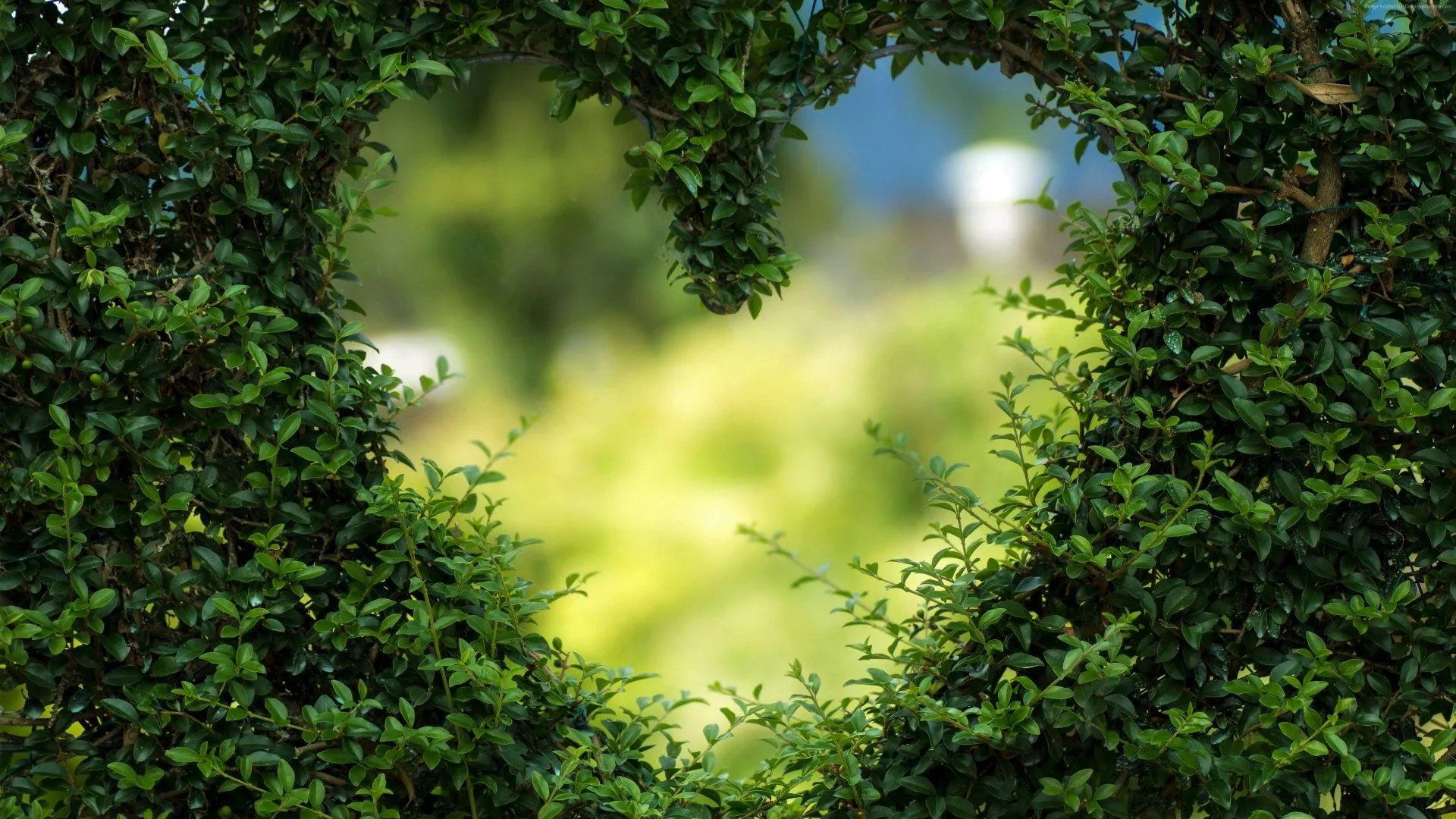 Heart Shaped Green Leaf Nature Plant 4k