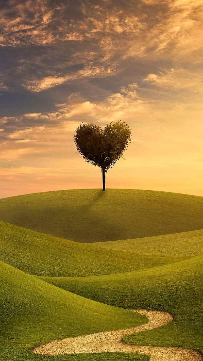 HD heart tree nature wallpaper