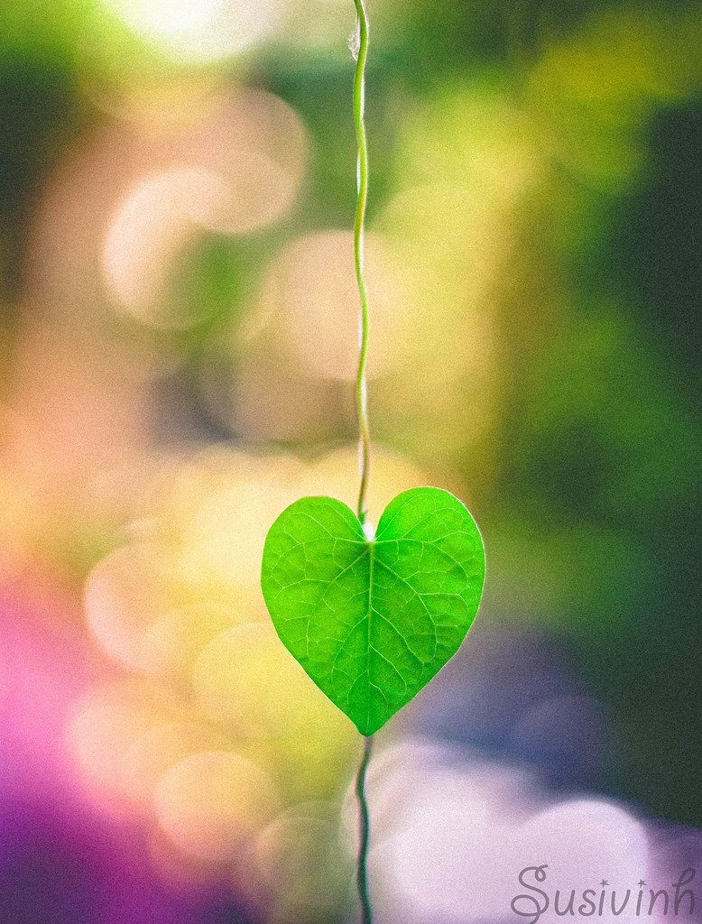 Nature makes me happy:365