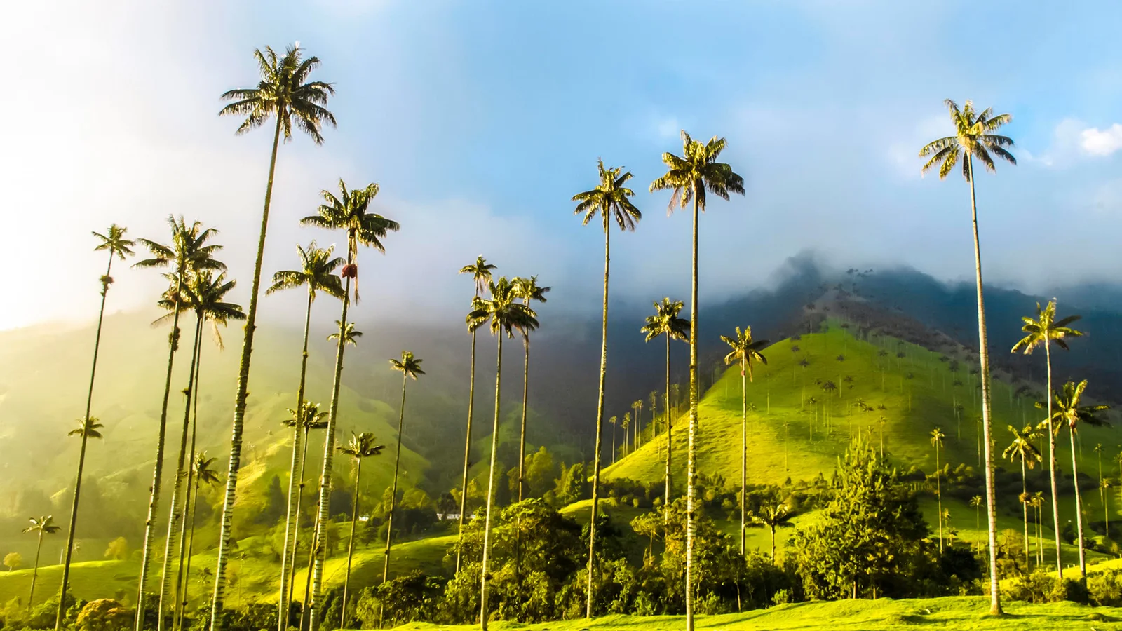 Salento and Valle de Cocora: Stars