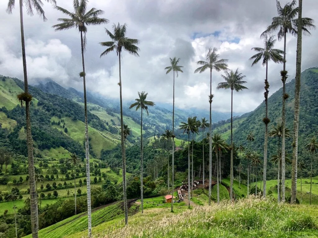 Salento & Cocora Valley, Colombia