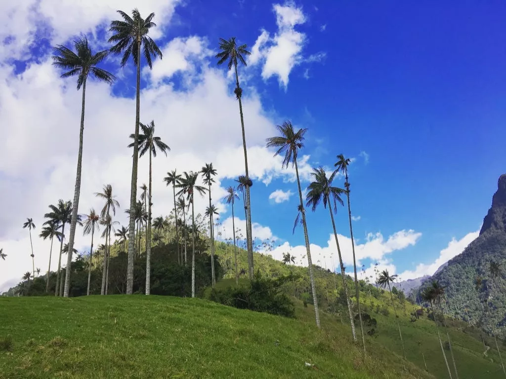 Sightseeing in Manizales and Salento