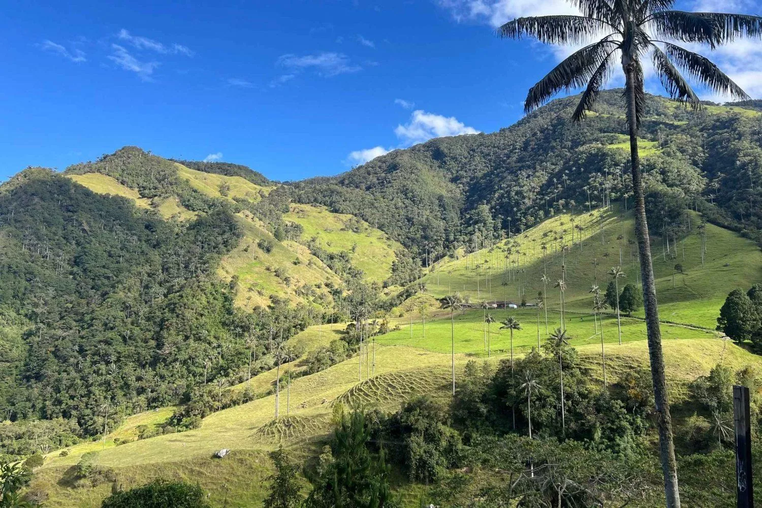 From Salento: Cocora Valley Shared Tour