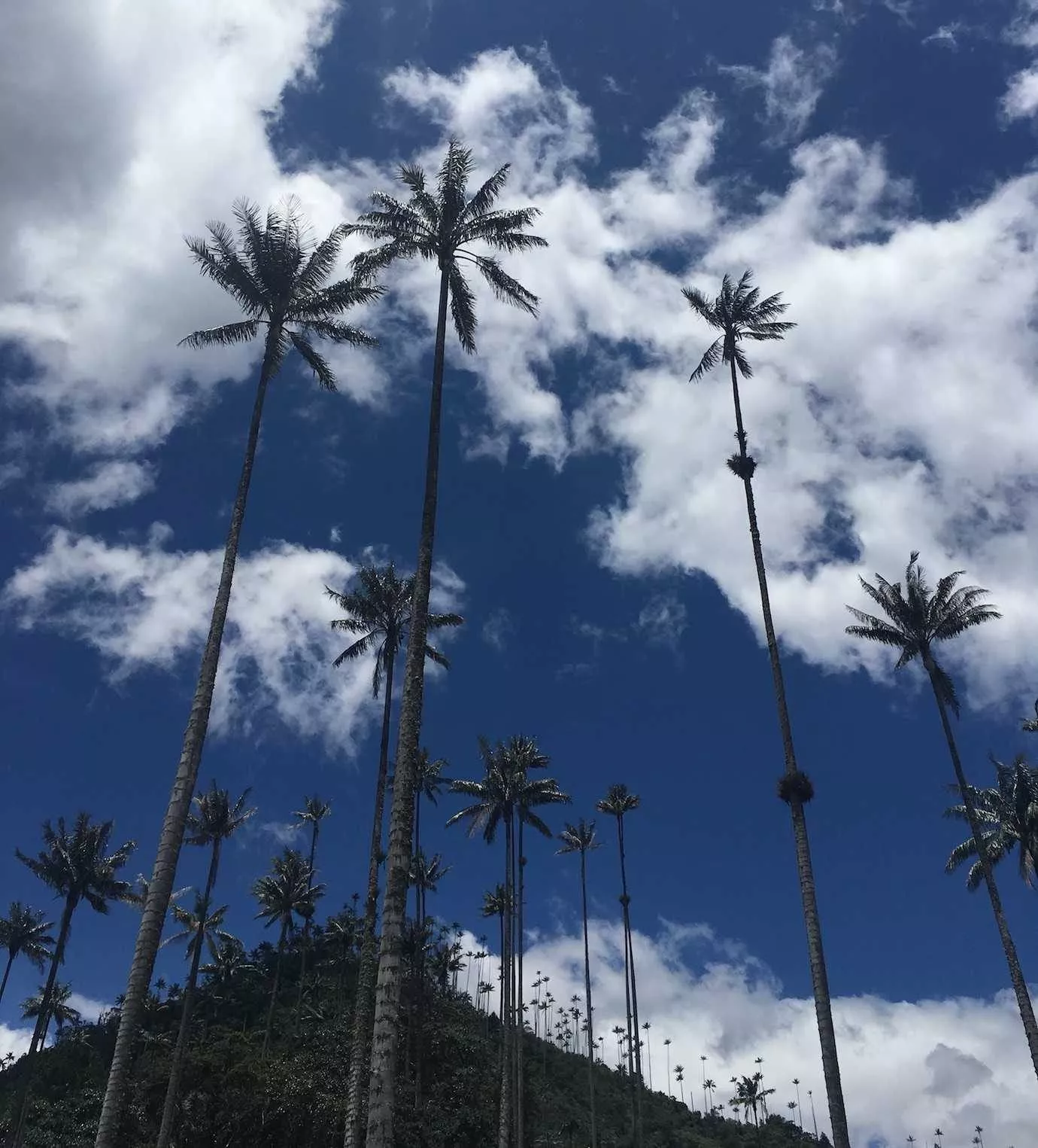 Salento: Cocora Valley and Coffee Farms