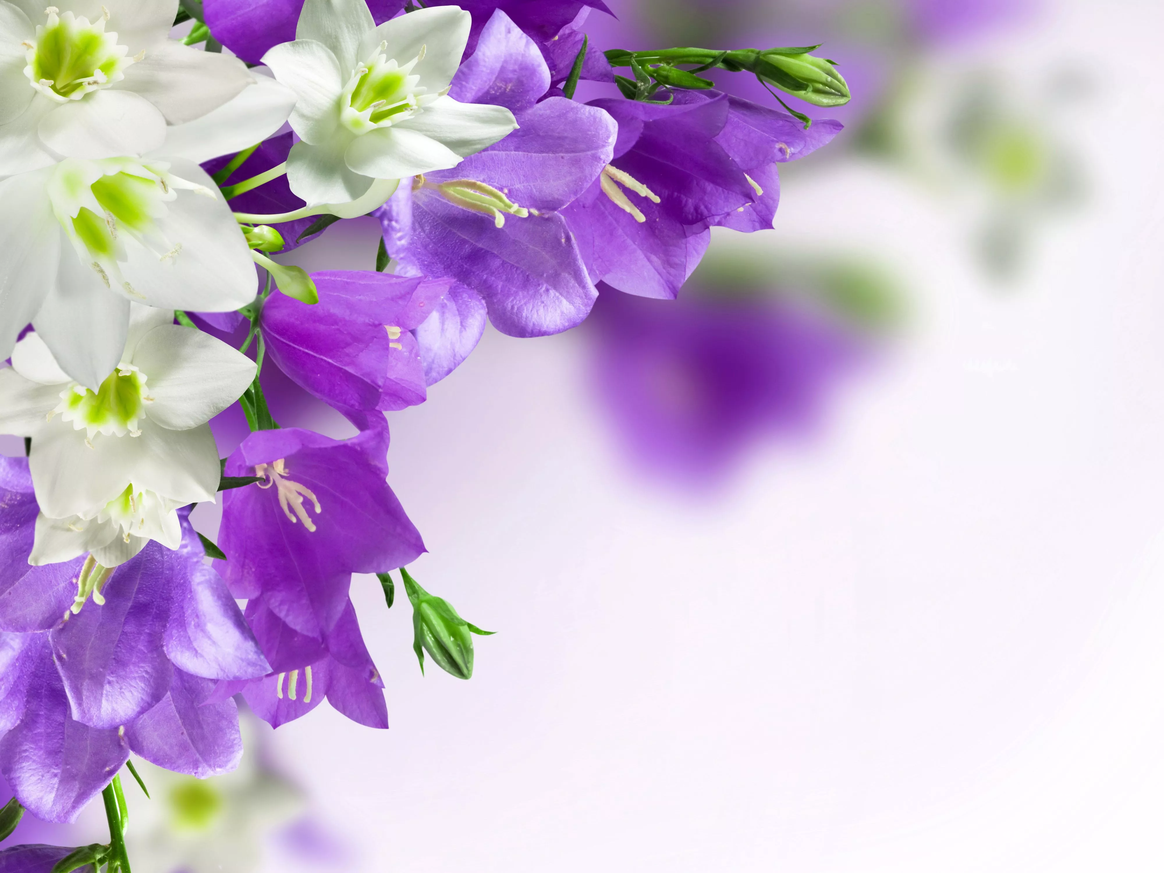 Flower Nature Bellflower 4k