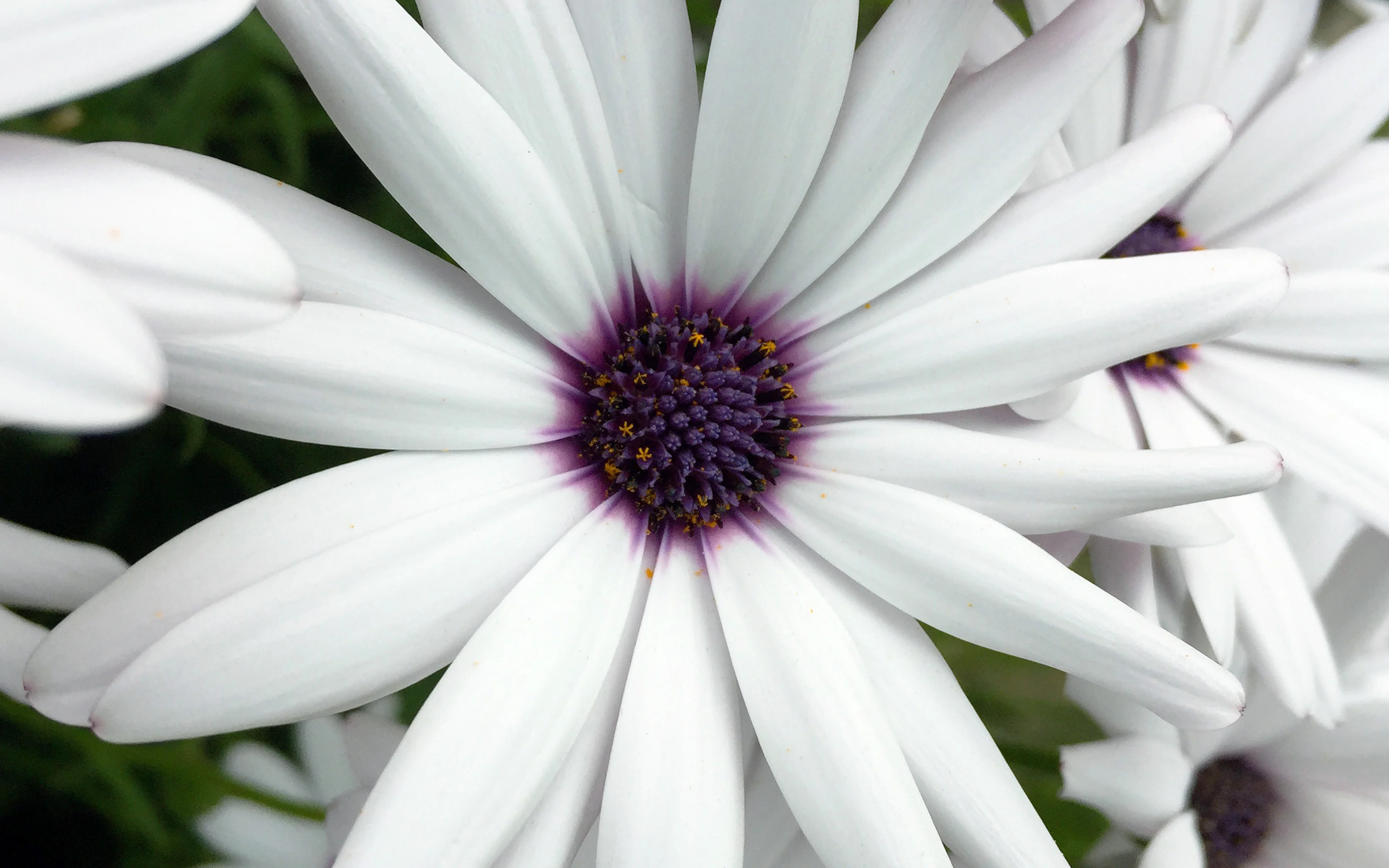 White daisies with purple Wallpaper 4k