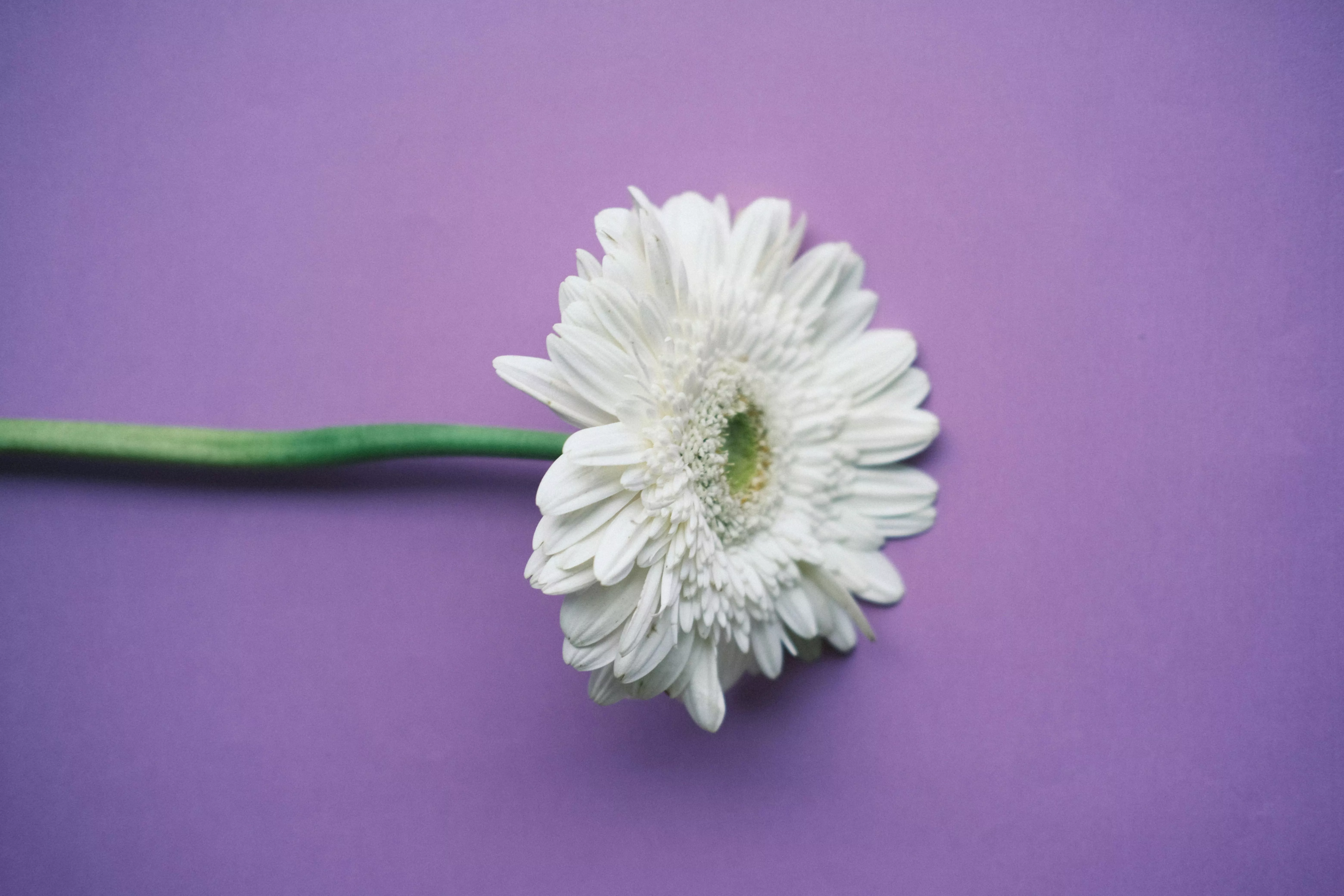 White Flower against Purple Background