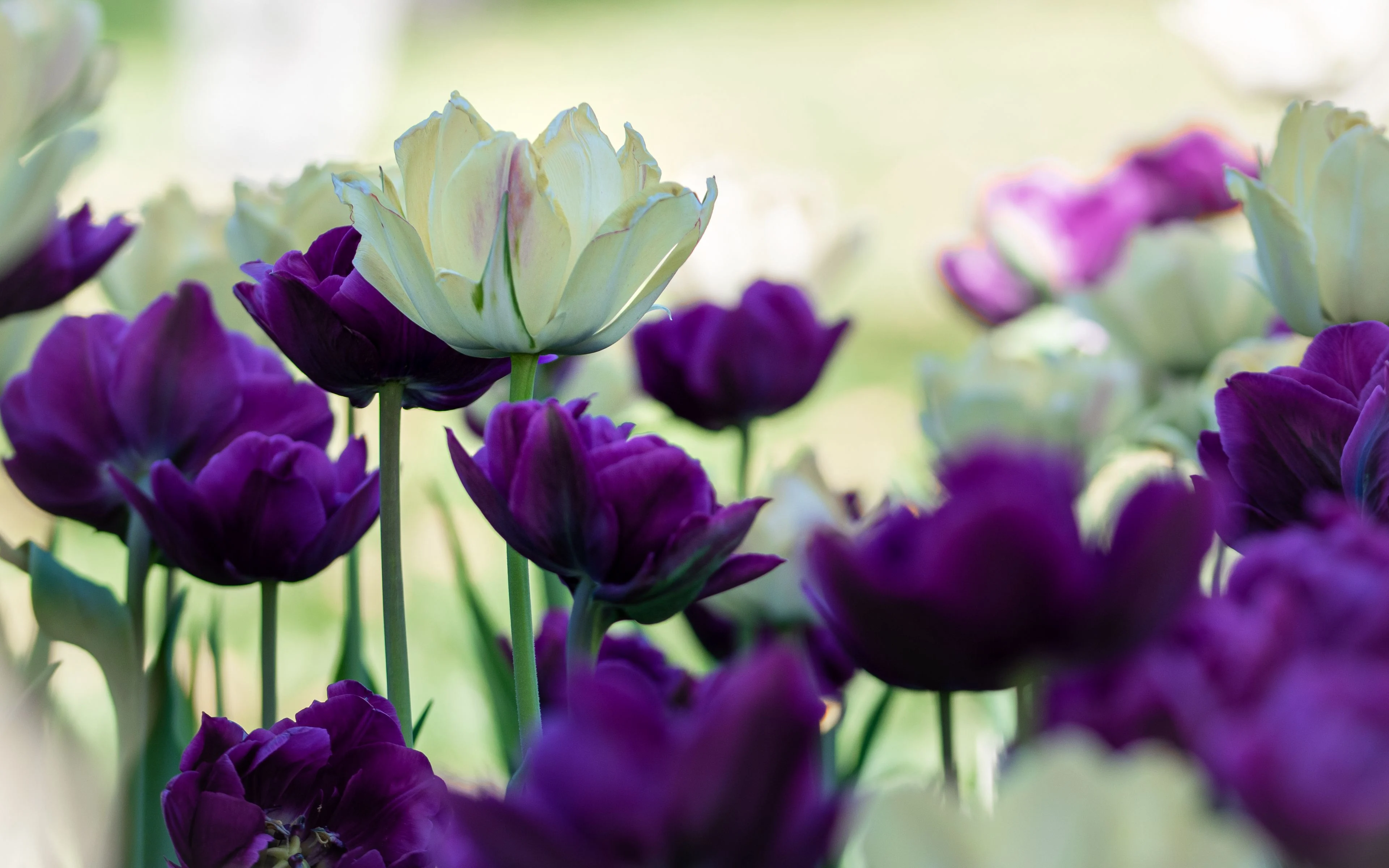 Purple and white tulips Wallpaper 4k HD