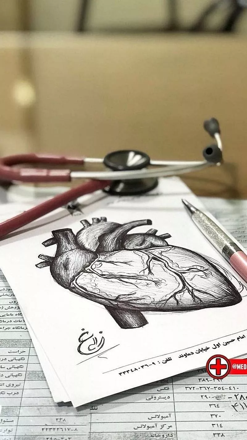 heart strcture, HD phone wallpaper