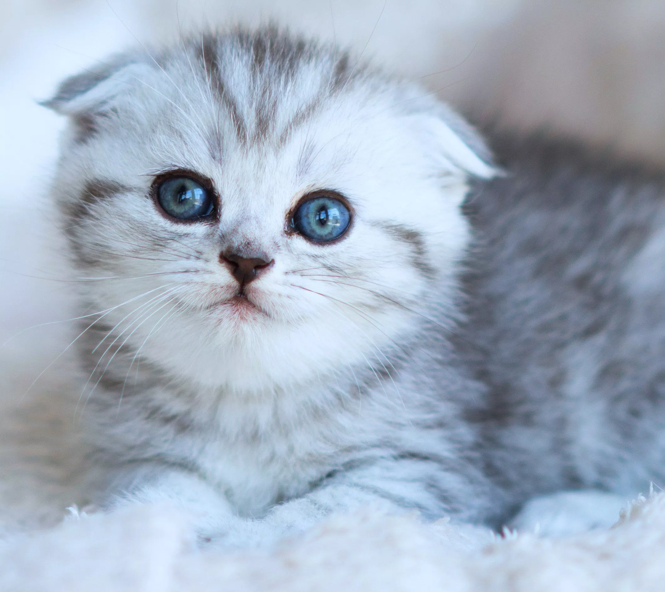 CuteAnimals Kitten 4K Wallpaper
