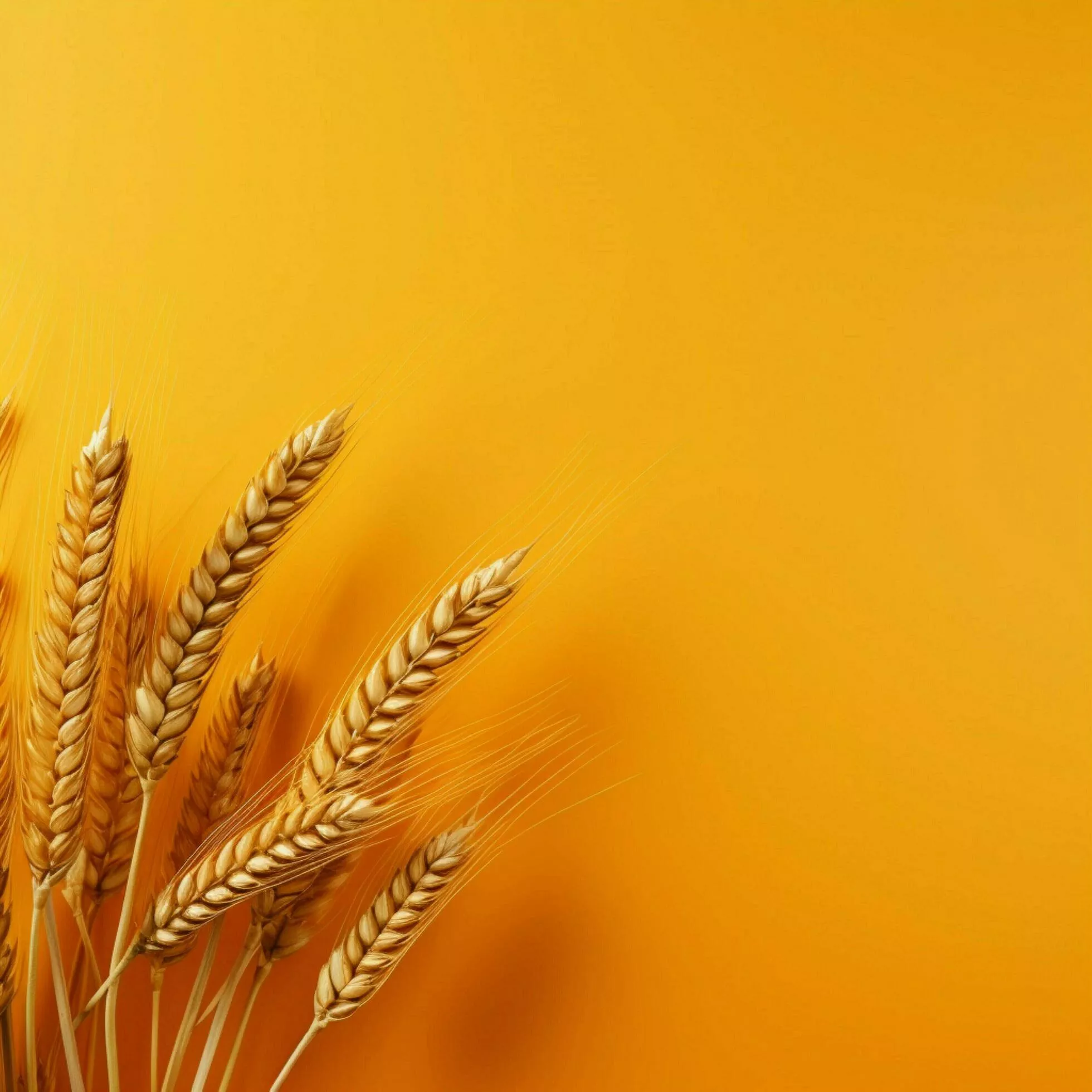wheat color Minimalist wallpaper high