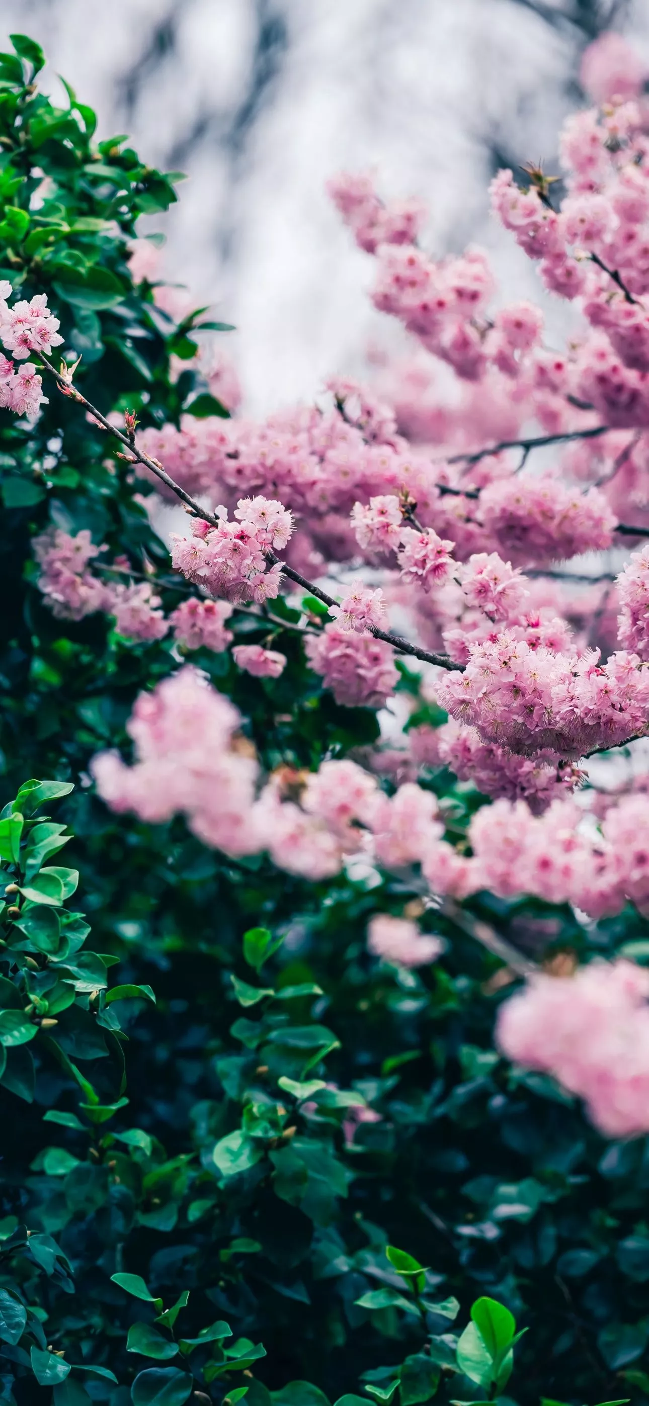 WallpaperK Background for iPhone