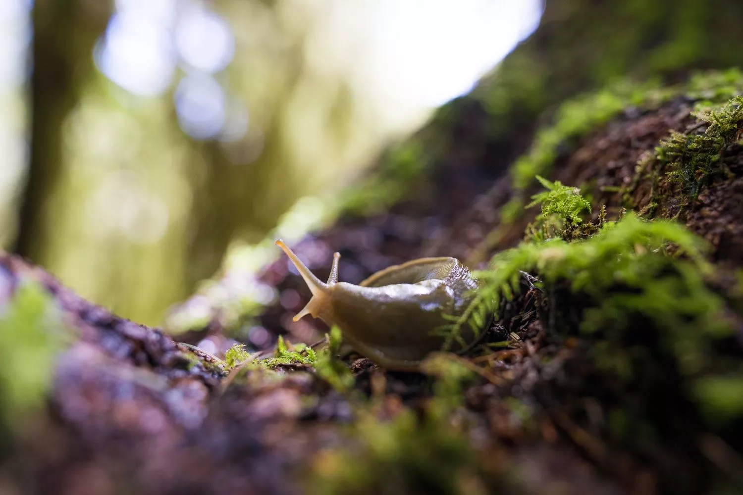 Banana Slugs Forest Alliance