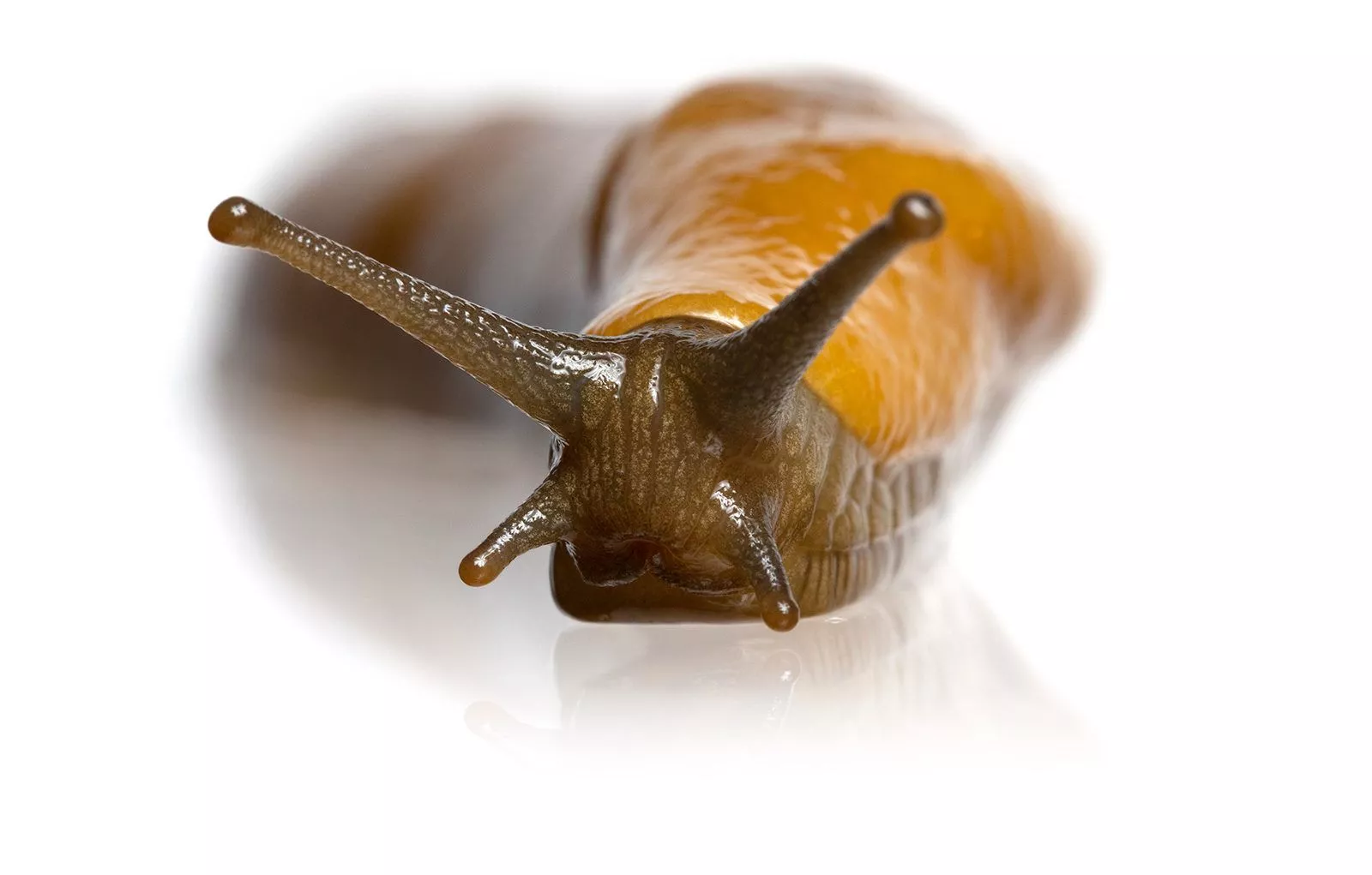 Bay Nature Magazine: Banana Slugs Are
