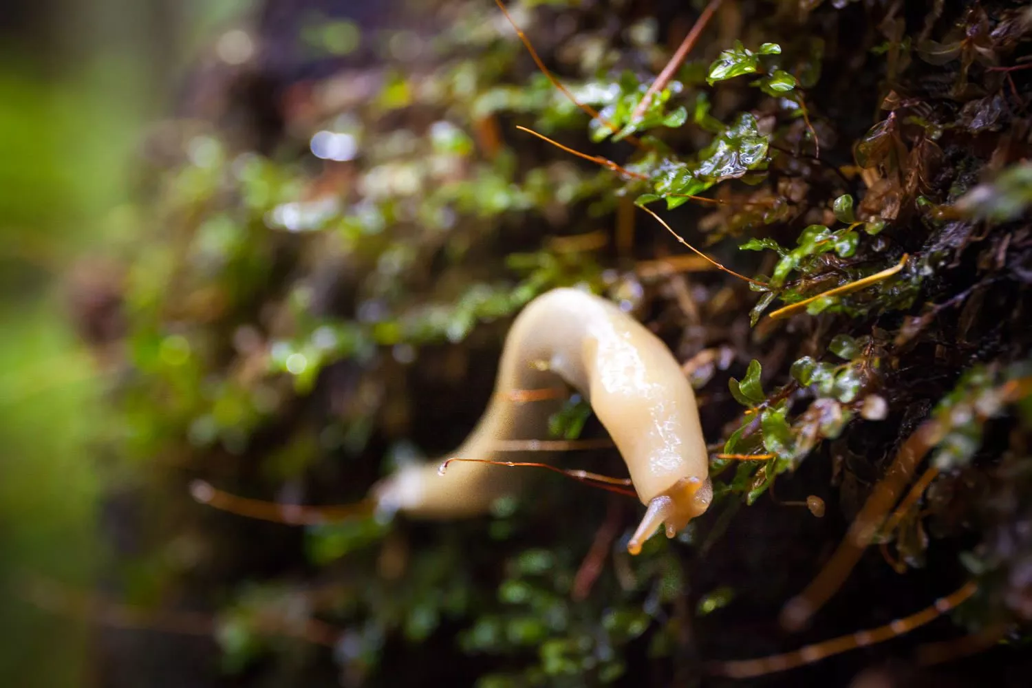 Banana Slugs Forest Alliance