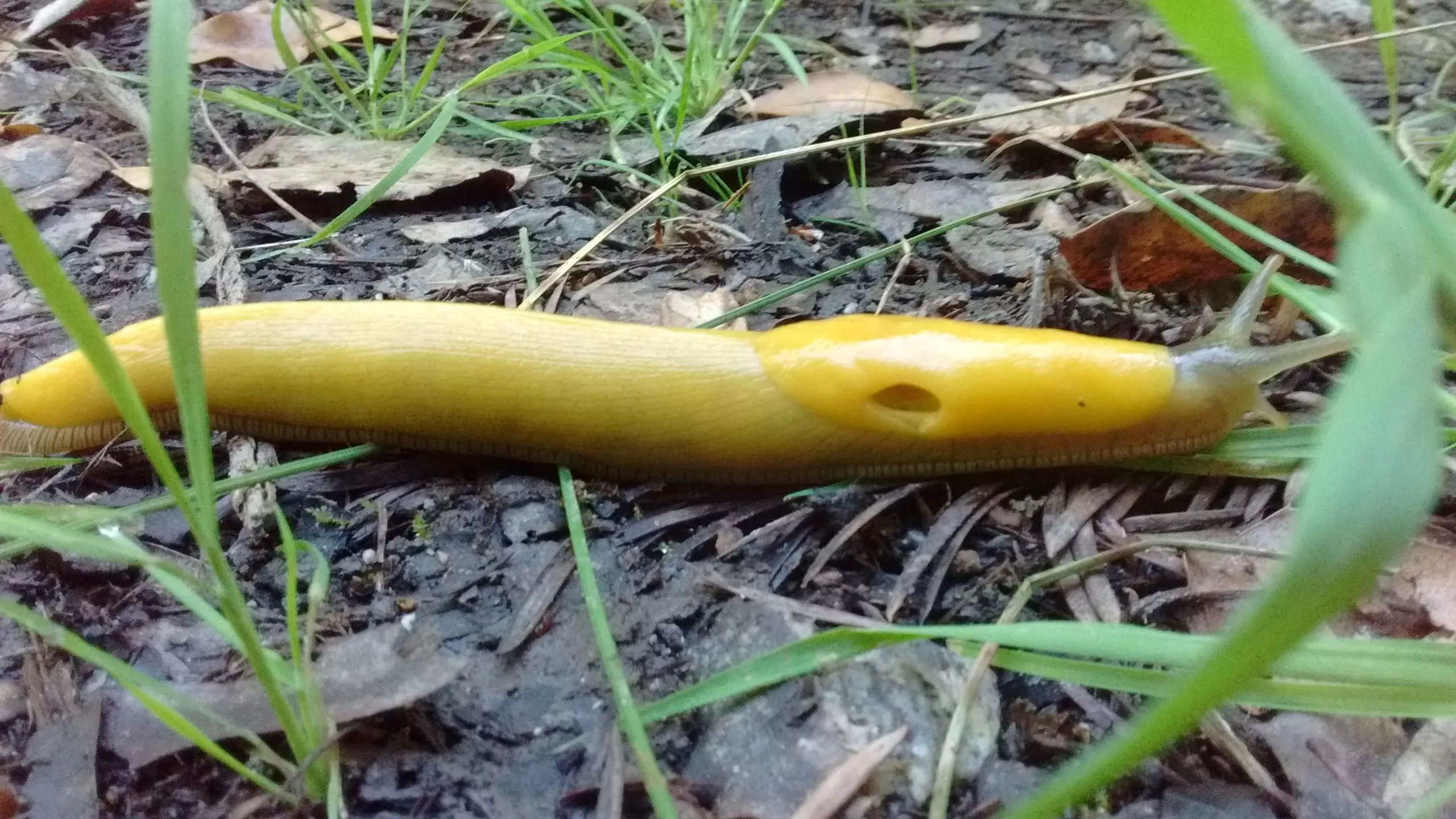 Banana slug