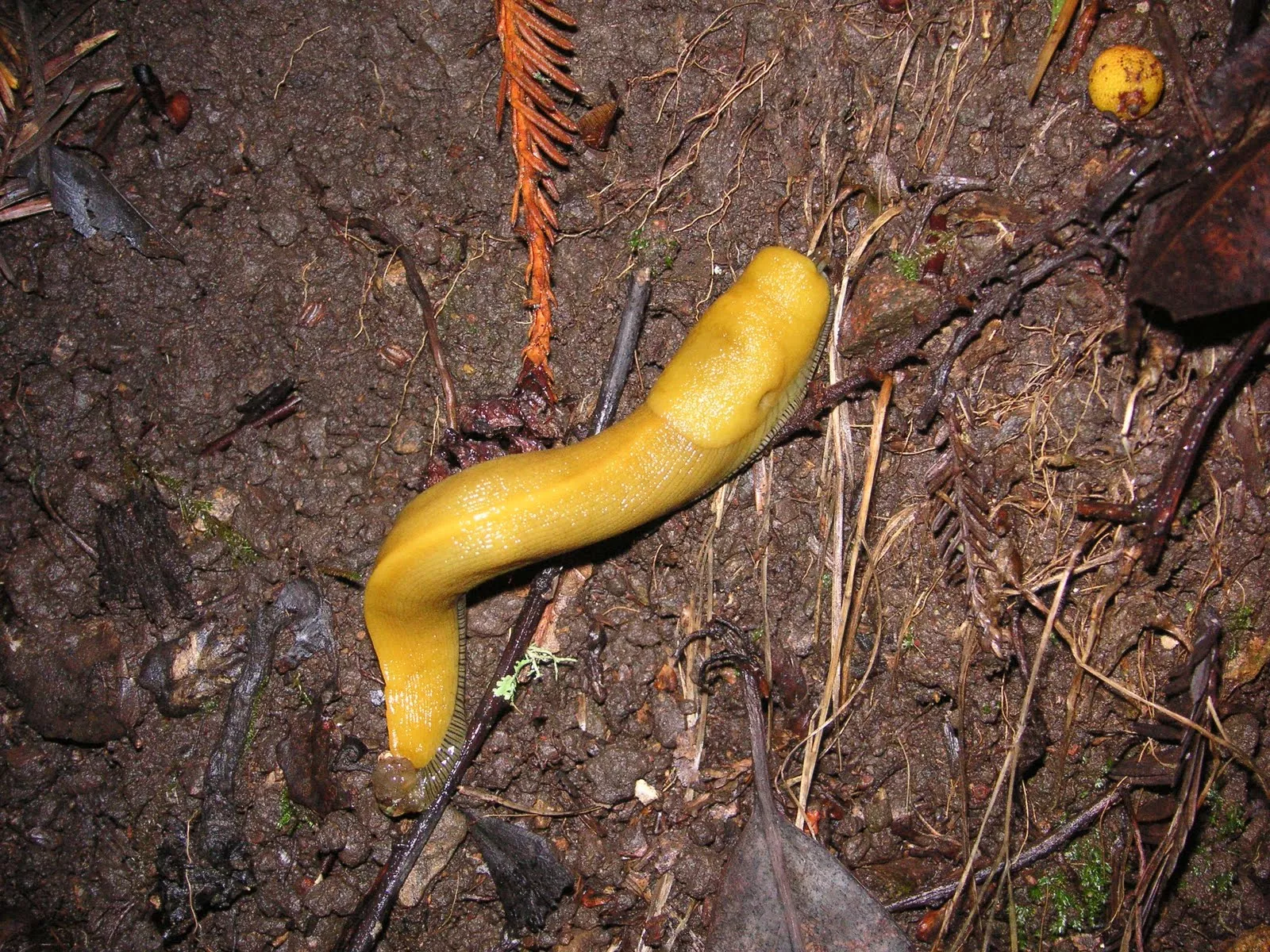 Nature ID: Banana Slug 12 21 10 Mt