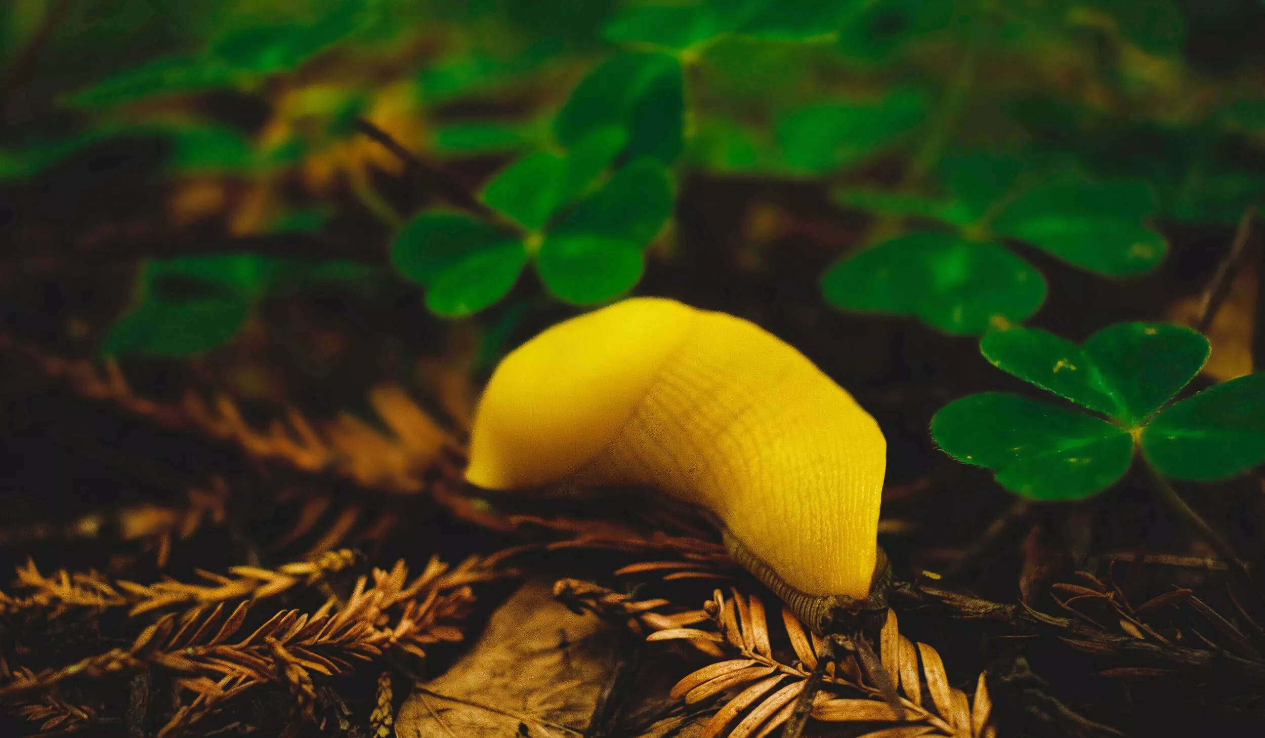 Teachings From the Banana Slug