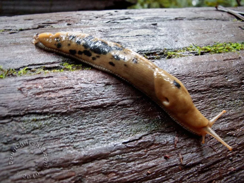 Day 419 • Banana Slug • 12 Feb 10. A