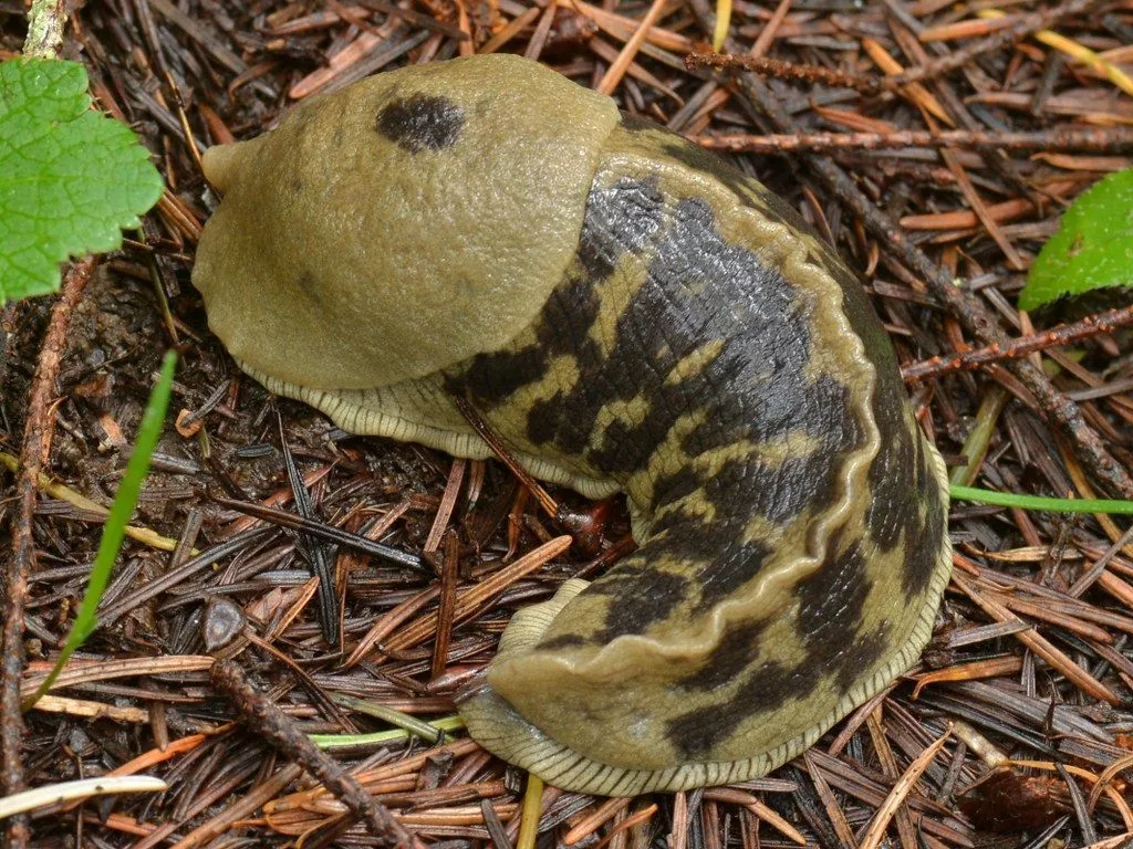 Giant Hand Sized Pacific Banana Slug