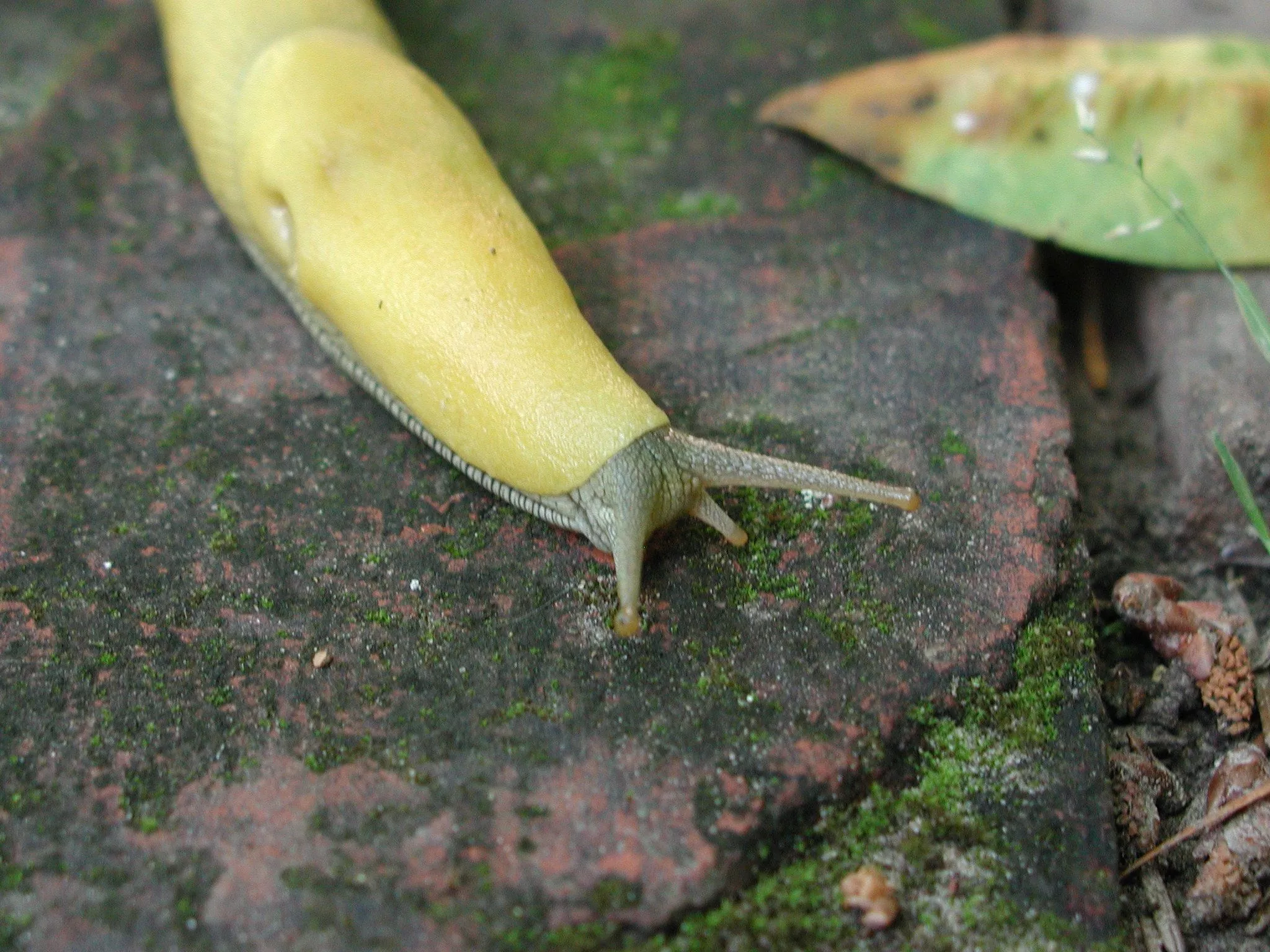 Banana Slug