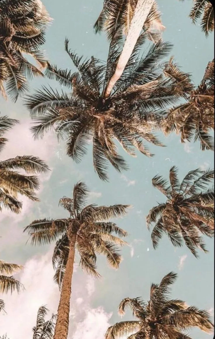 Palm trees. Photo wall collage, Beach