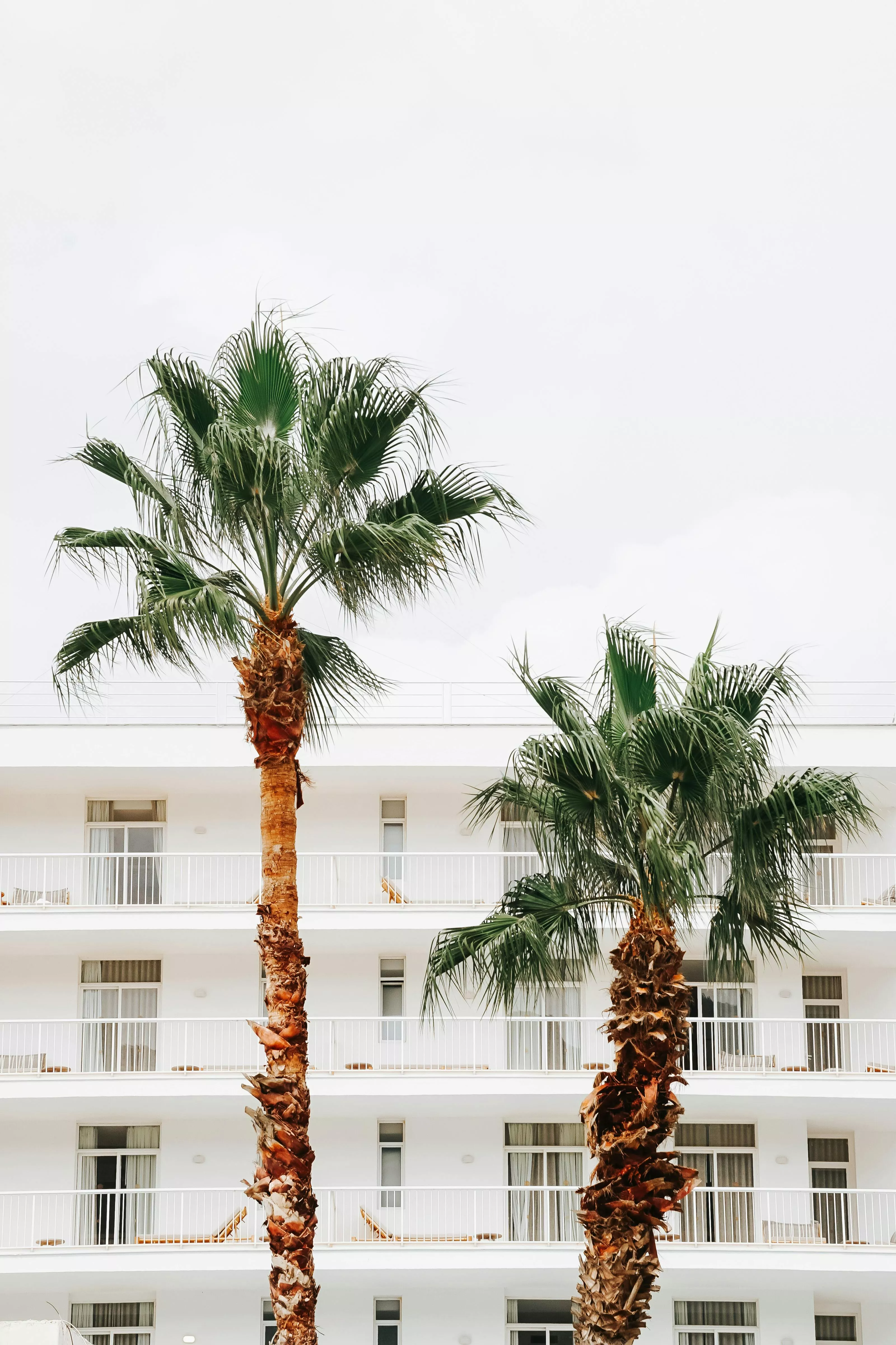 Tropical Palm Trees with White Building