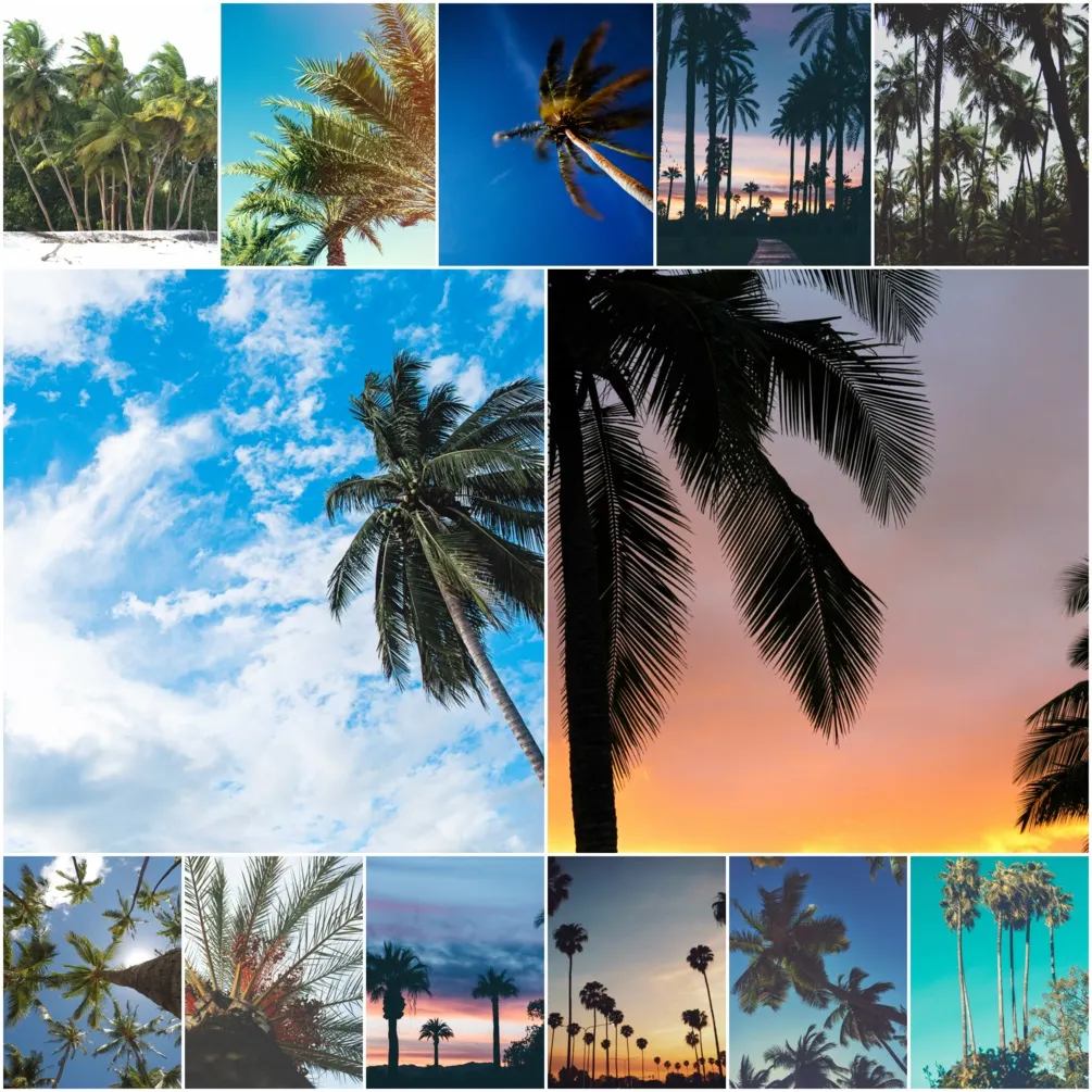 Free Public Domain Palm Tree Photo