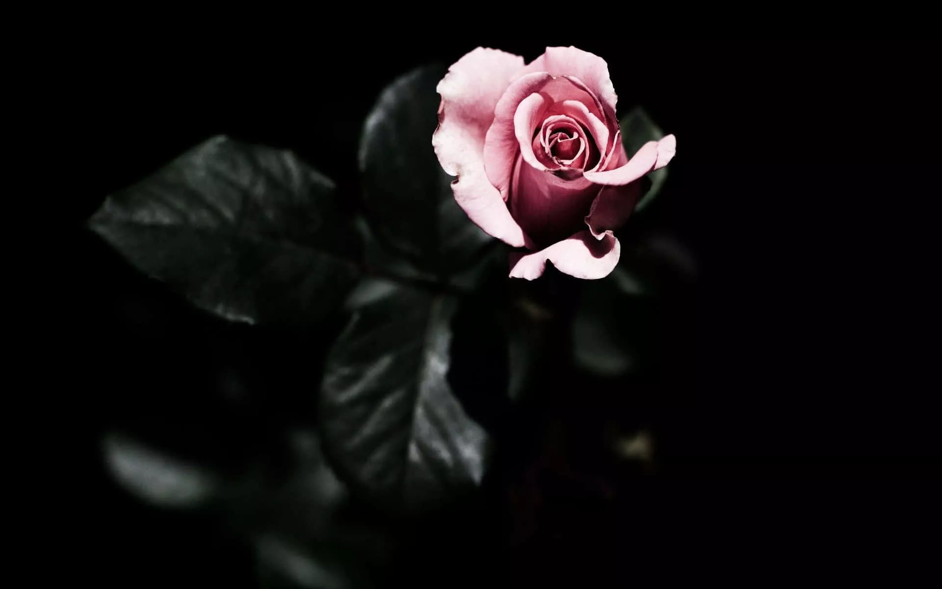 Black And Pink Aesthetic Wallpaper