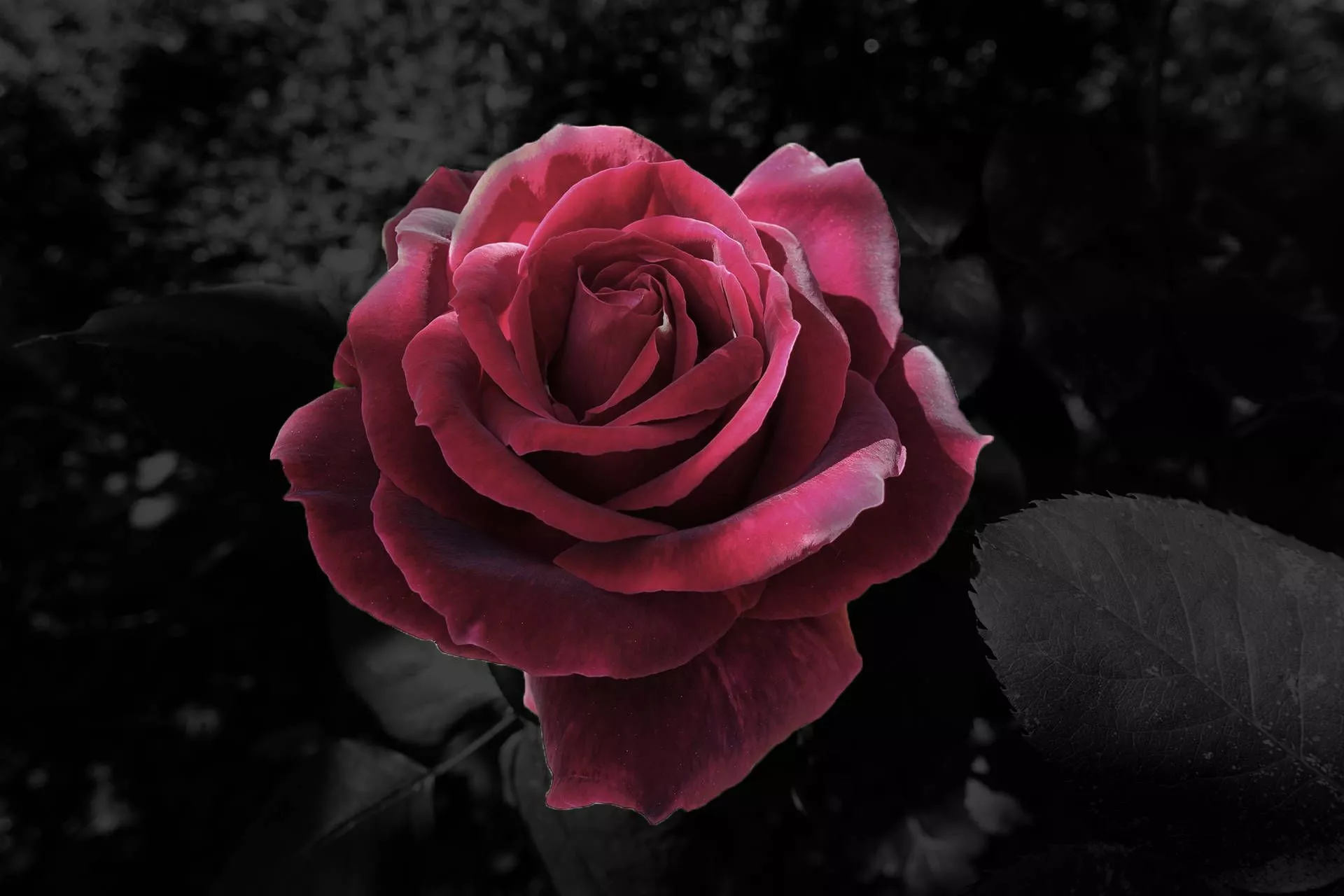 Black Aesthetic Rose Wallpaper