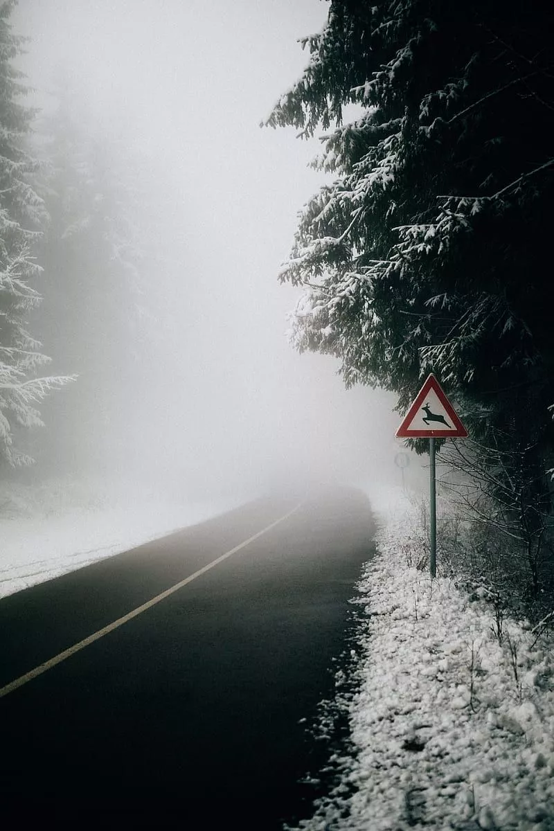 Road, fog, sign, asphalt, branches, HD
