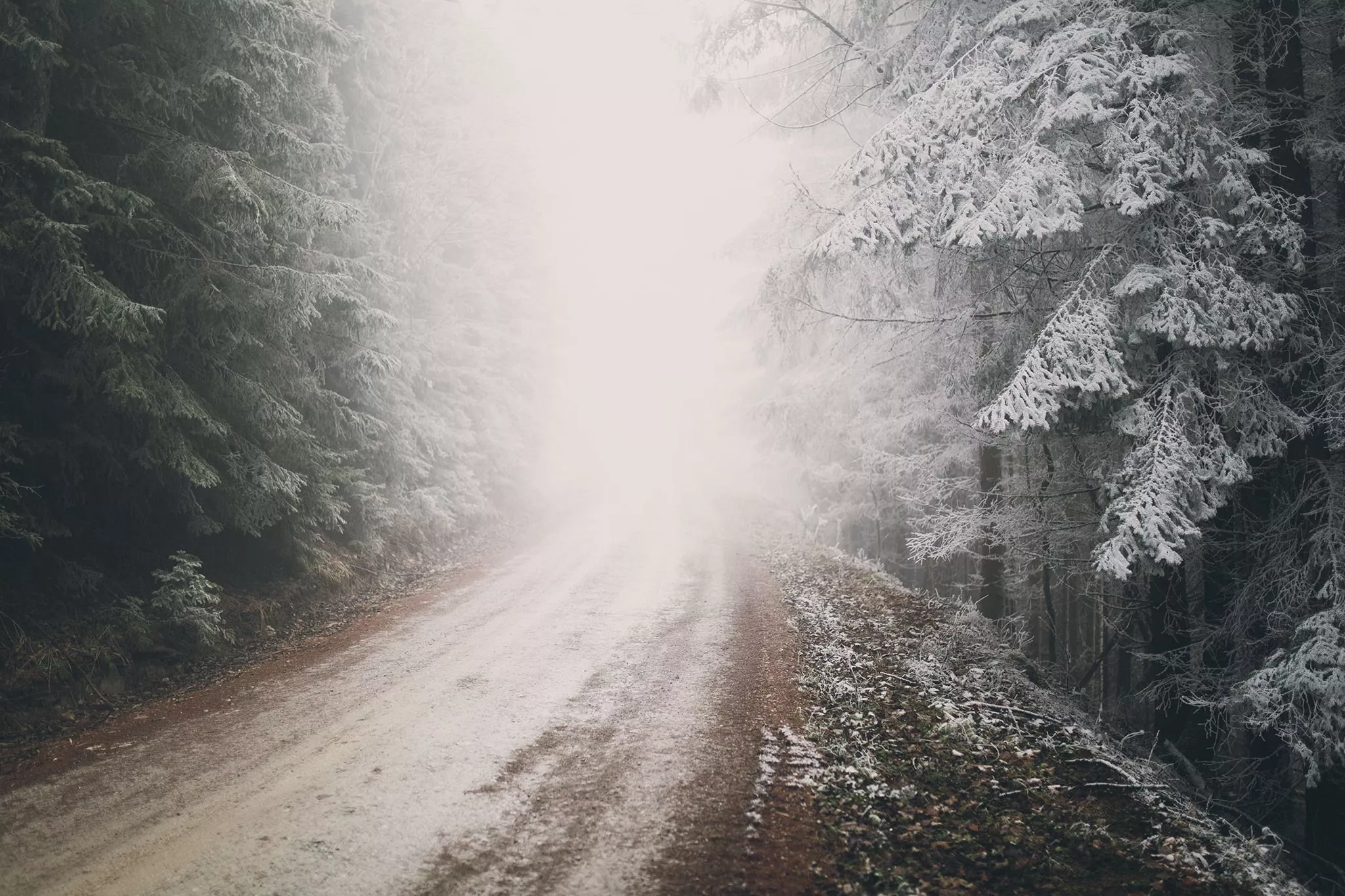 Wallpaper winter, frost, road, forest