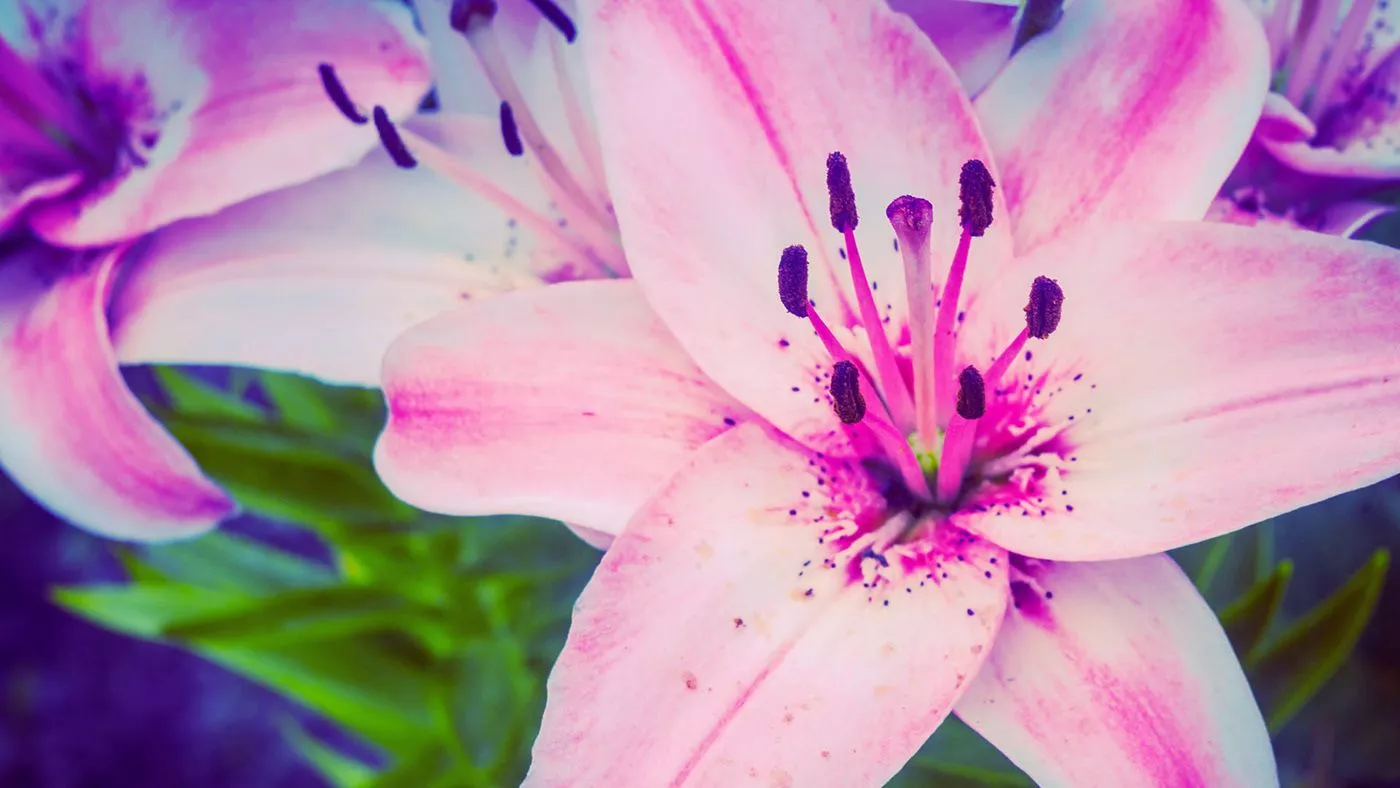 Lily flowers free wallpaper - Behance