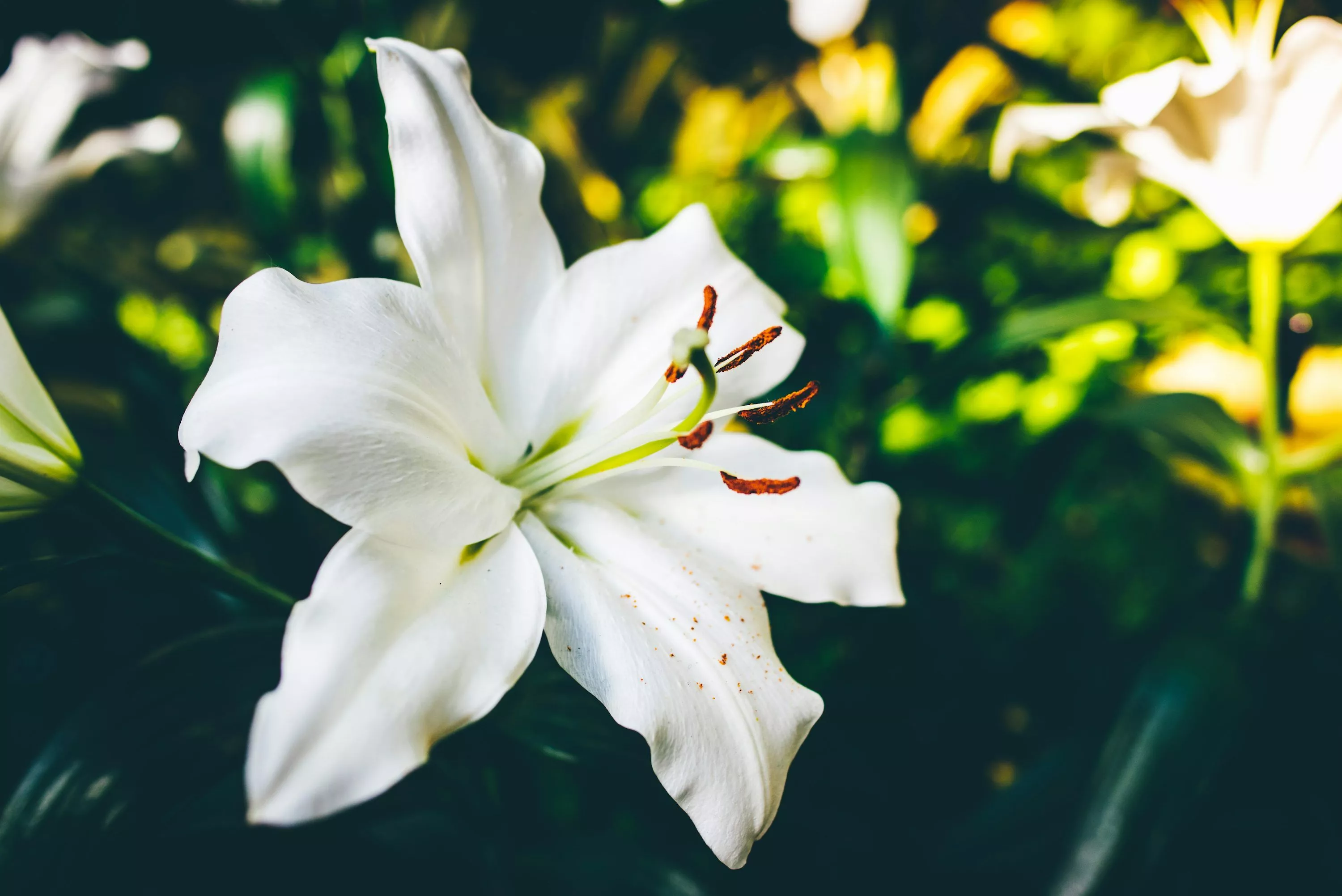Lilly Flower Picture. Download Free
